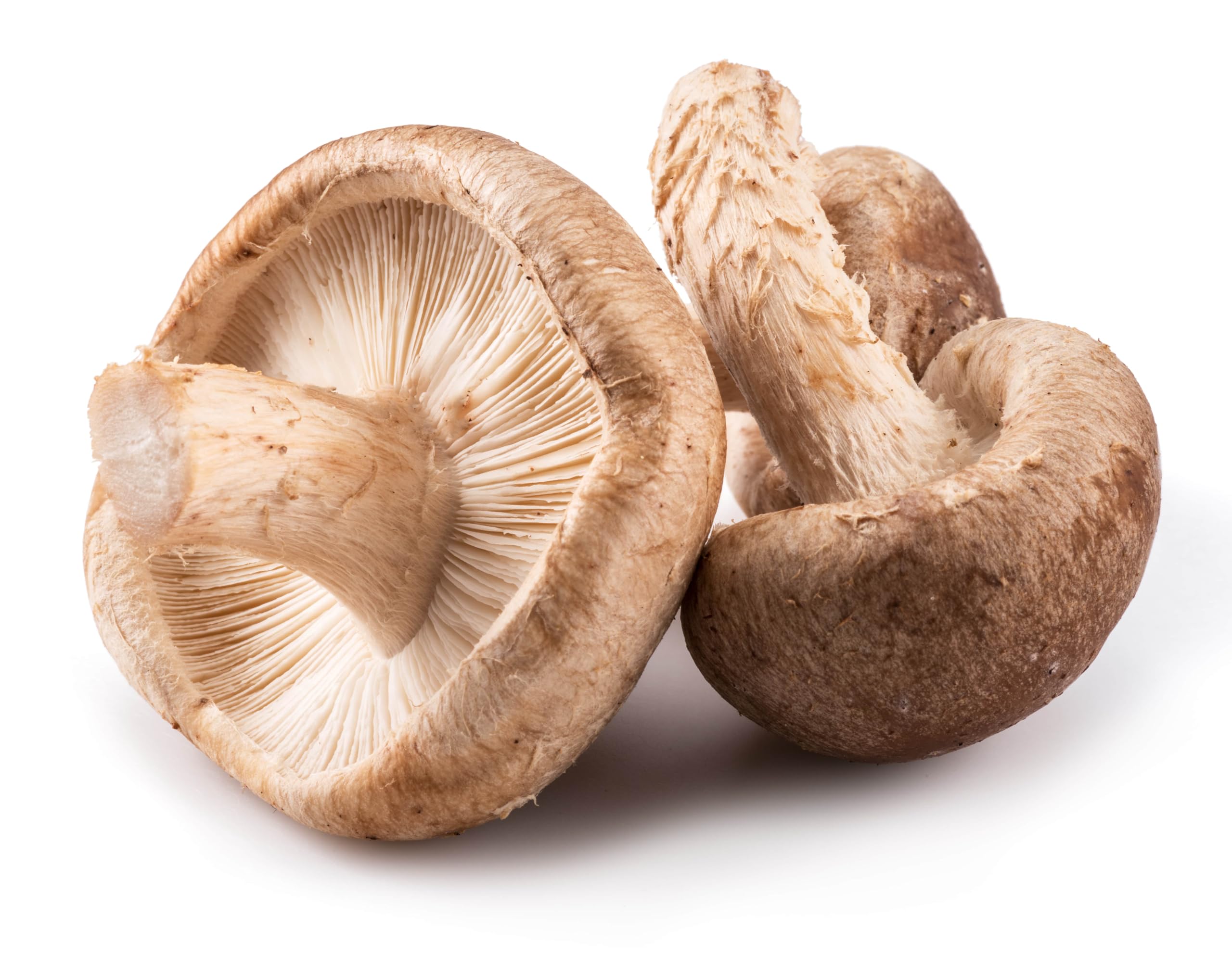 Hawlik Pilzbrut - Kit de culture de champignons BIO Shiitake - 2,5 kg de substrat de champignons prêt à l'emploi avec mycélium - Kit de culture de champignons Shiitake - Kit complet pour la culture à
