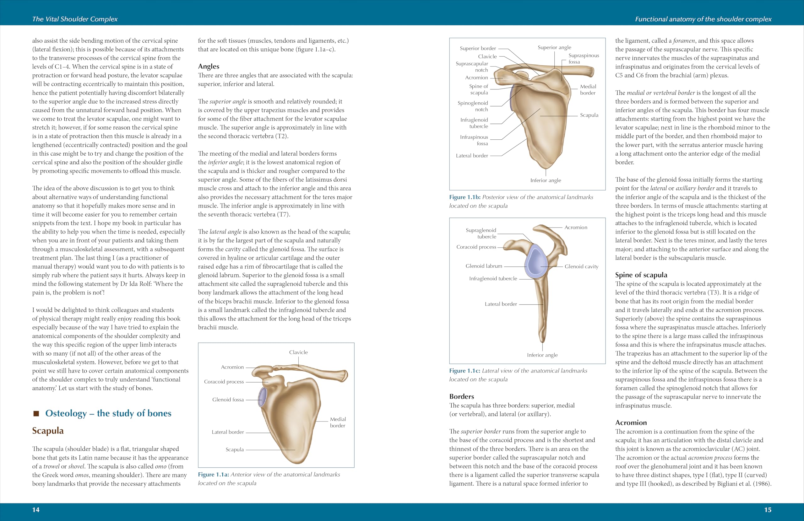 The Vital Shoulder Complex: An Illustrated Guide to Assessment, Treatment, and Rehabilitation