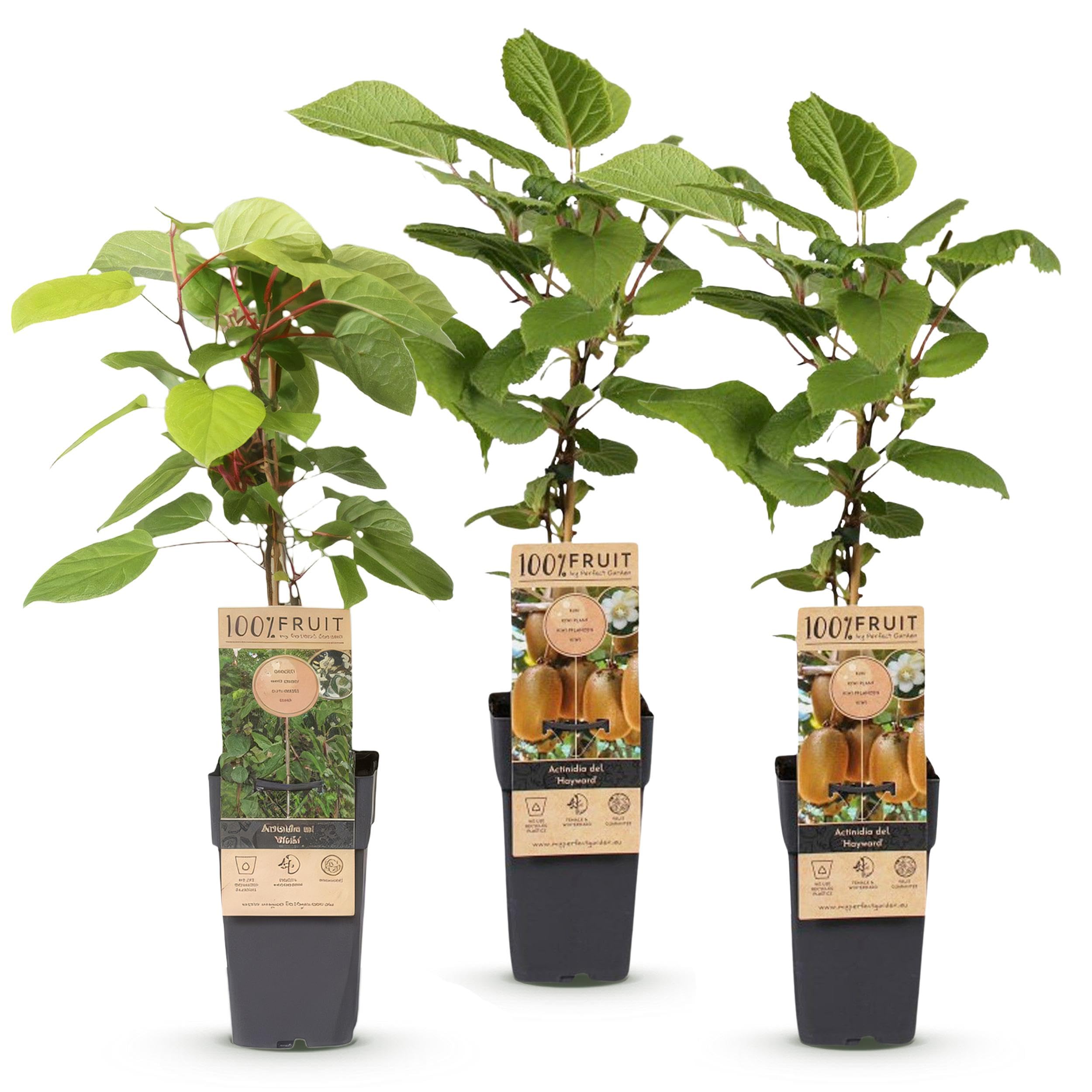 Actinidia Weiki & Hayward - Kiwi plant - 1 Male - 2 Female - Plants - Green - 40-50cm - Ø15cm - Roślina ogrodowa