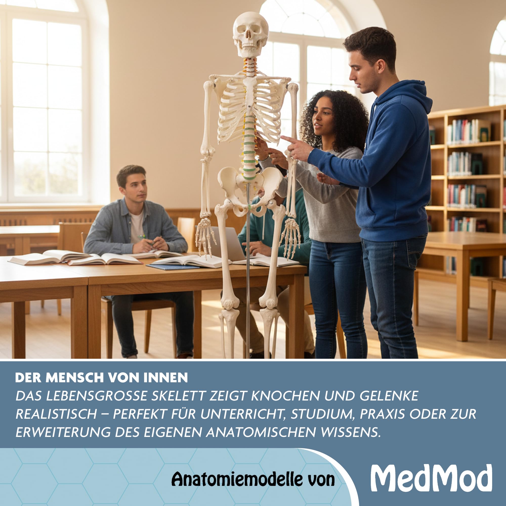 Anatomie Skelett 175 cm, menschliches Skelett aus PVC mit beweglichem Kiefer und abnehmbaren Teilen, für Schule, Studium und Anatomie-Training, inkl. Rollständer