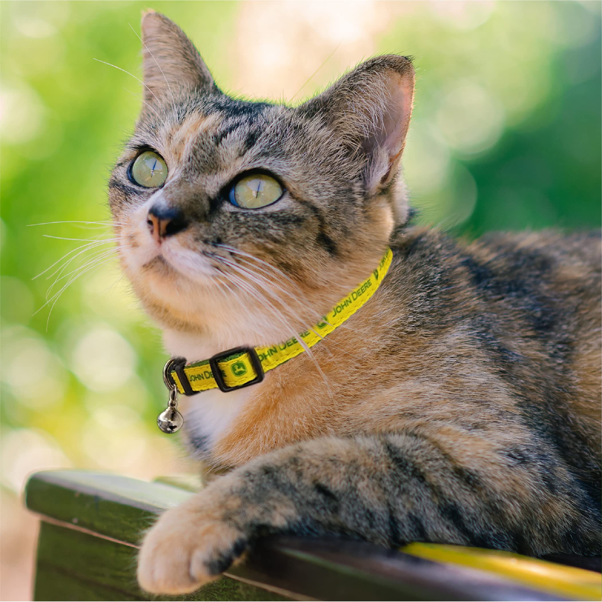 Do Cats Like Bells On Their Collars?, 44 OFF