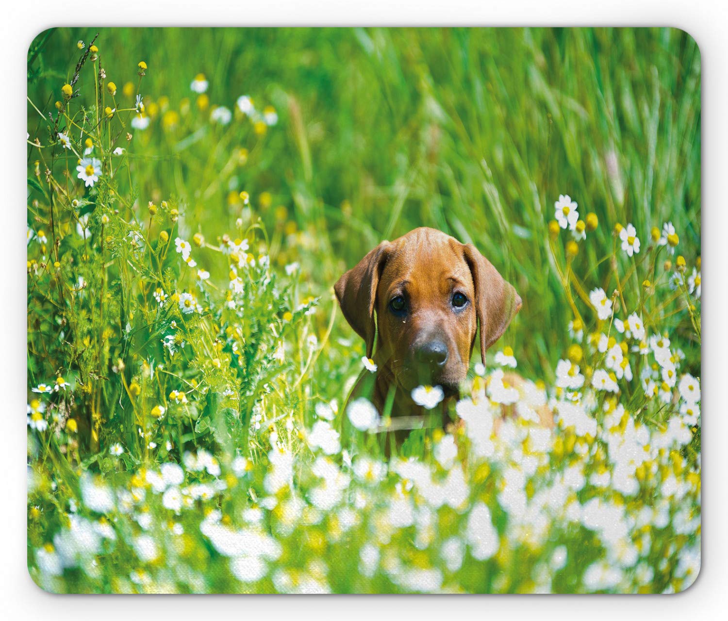 Cute Ridgback Cute Ridgeback Puppies