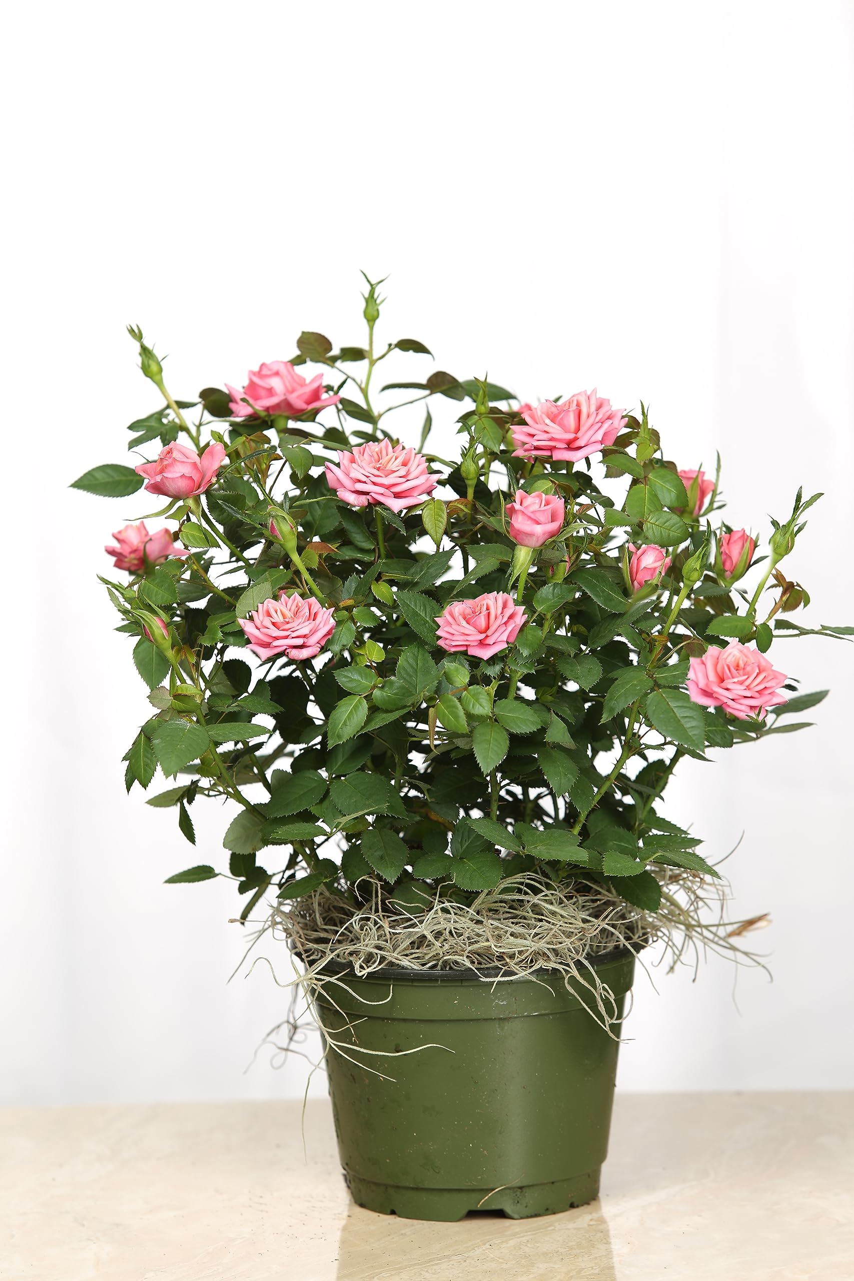 buy chinese money plant Pilea