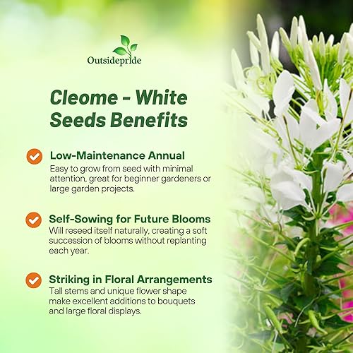 Miniatura 3 de Outsidepride White Cleome Seeds - 1000 semillas de flores anuales con flores grandes, aireadas, arañas, tolerantes a la sequía para xeriscaping,