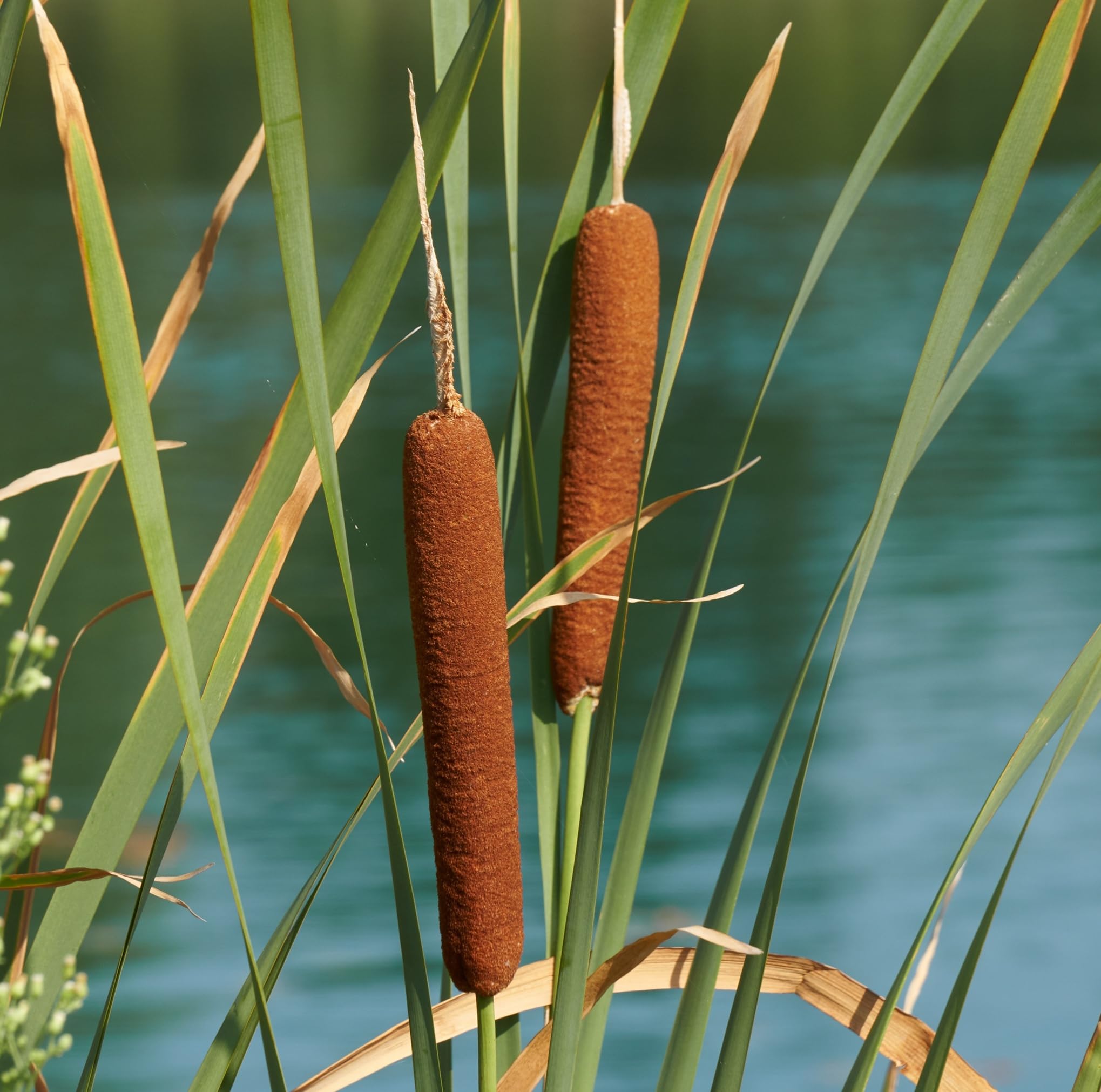 Vdvelde․com - Schwimmende Pflanzinsel mit Lisdodde - 4x Typha latifolia Teichpflanzen Set - Pflanzkorb, Substrat & Dünger inklusive - Komplettset Wasserpflanzen Teich
