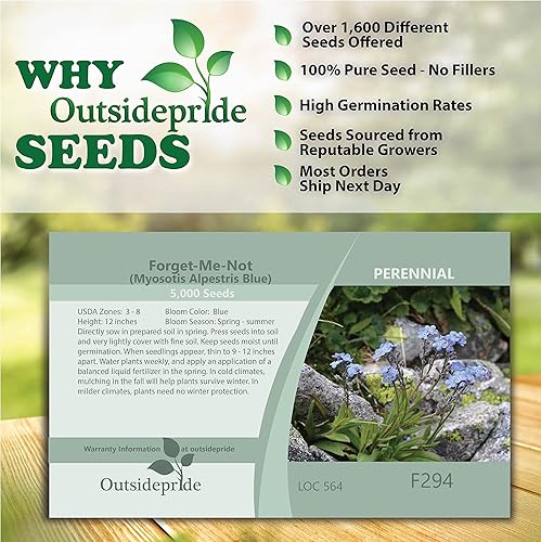Miniatura 6 de Outsidepride 5000 semillas perennes Myosotis Alpestris Forget-Me-Not Blue Garden Flower Seeds para plantar