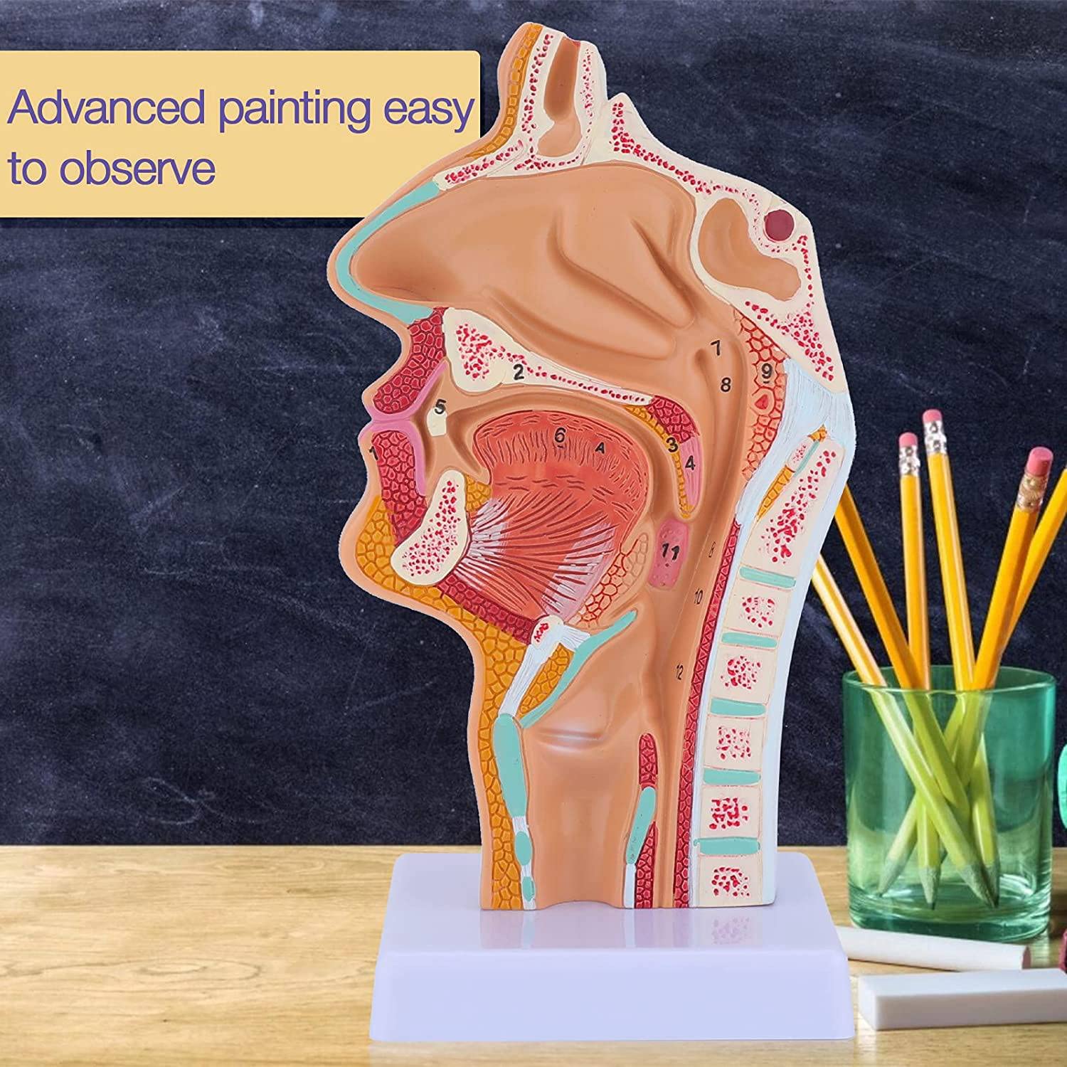 ModèLe D'Anatomie de la Gorge de la Cavité Nasale ModèLe Anatomique Humain Pharynx Larynx pour les éTudiants éTudient L'Enseignement de L'Affichage