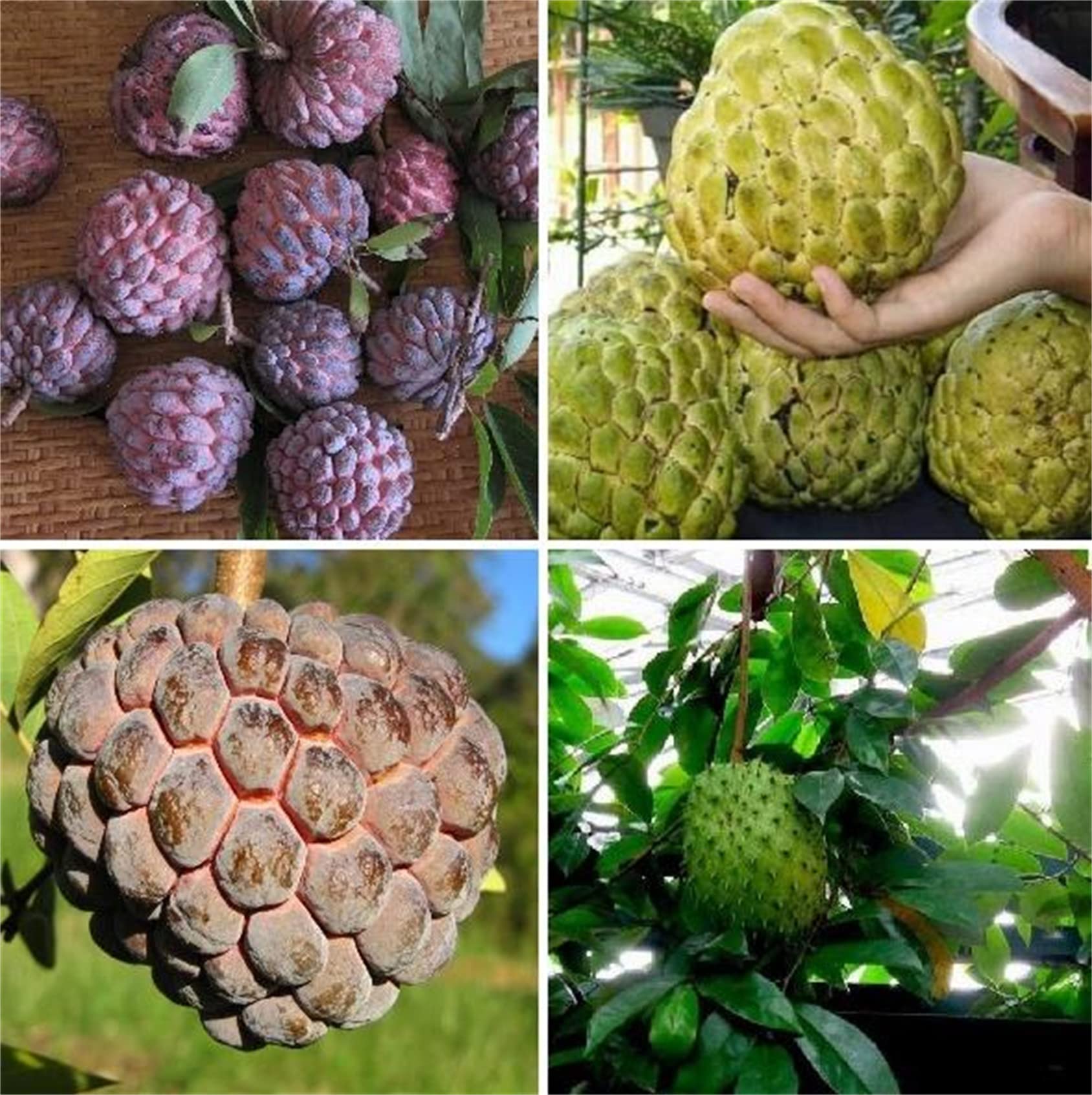 zcbang Natural Fruit Seeds Sugar Apple 10Pcs