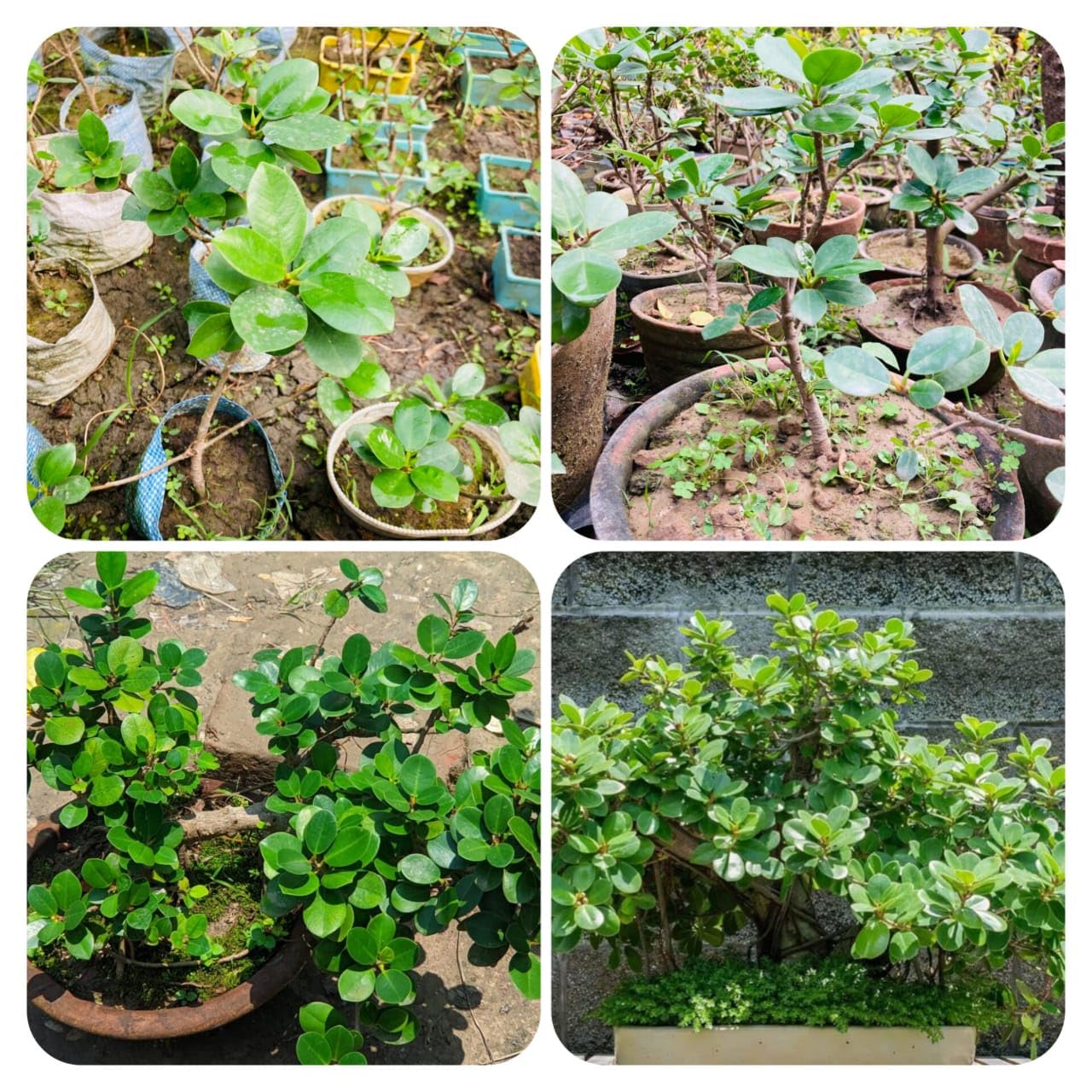 SINGO POINT MINI Clusia Rosea Bonsai Plant (PACK OF 2) Live Potted Indoor Outdoor Ornamental Plant, Decorative Green Foliage...THIS PLANT IS SHINING YOUR HOME GARDEN AND MAKE ATTRACTIVE..-image-11