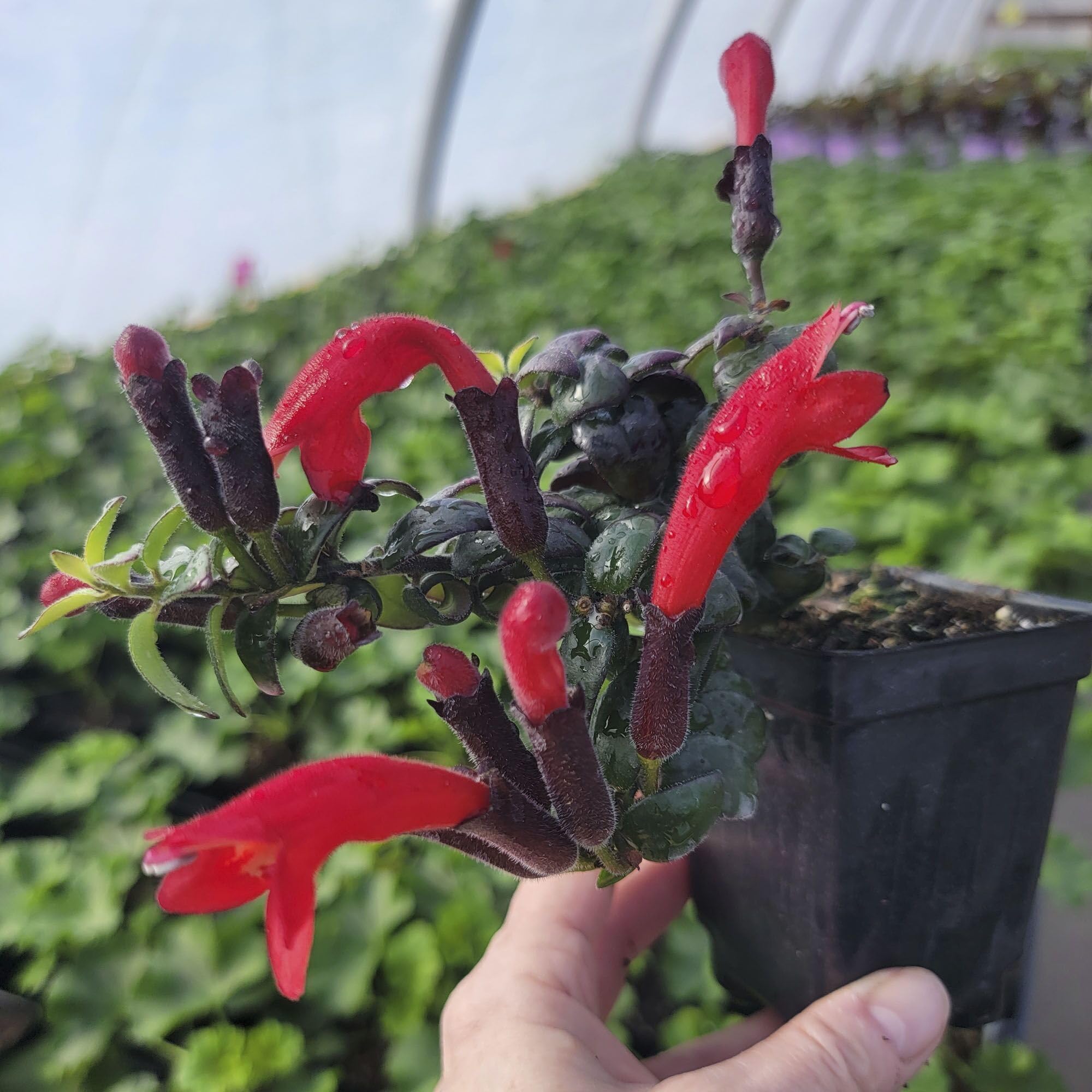 plante d'intérieur Coffret surprise de plantes d'intérieur