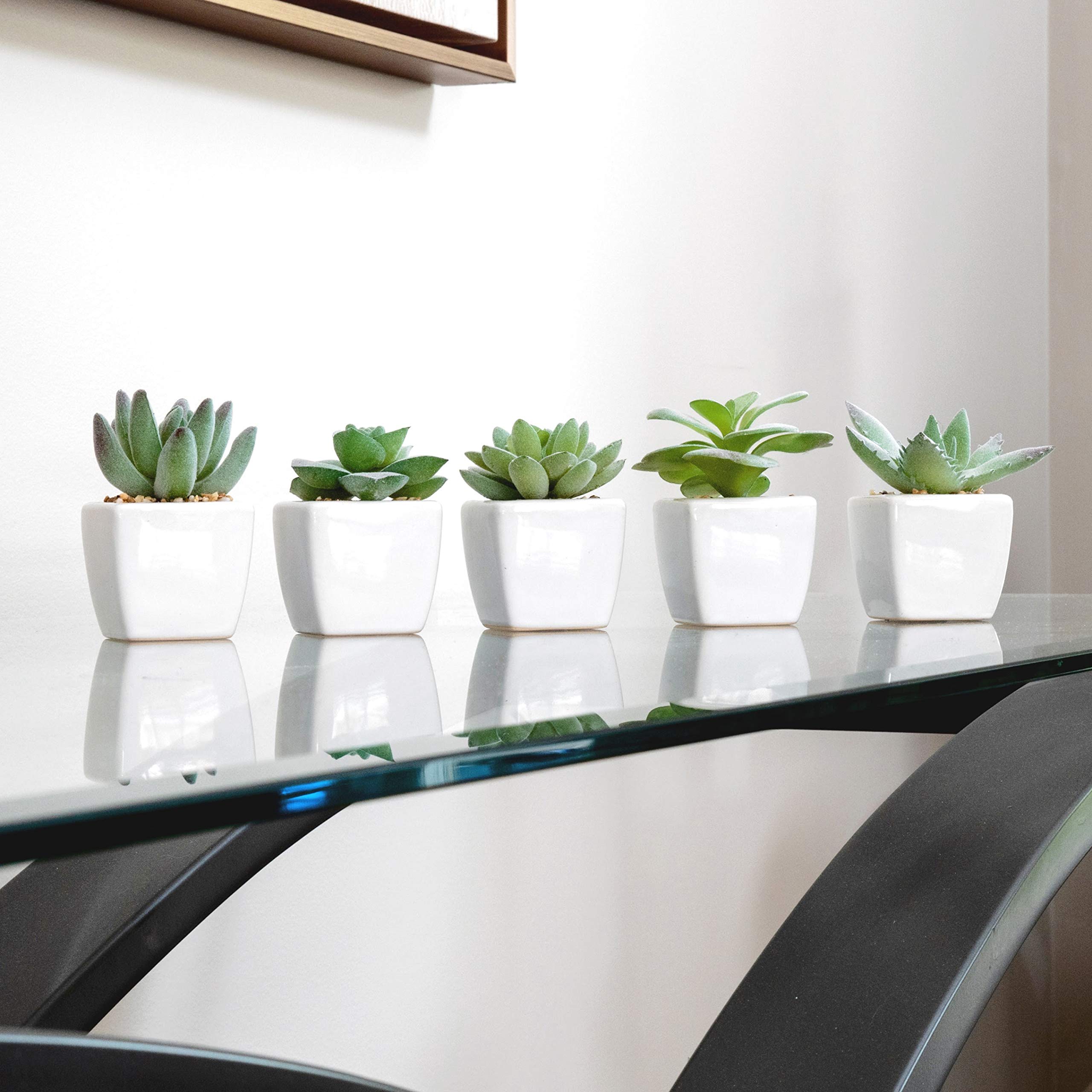 Korvea Set of 5 Artificial Succulent Plants in Ceramic Pots Assorted