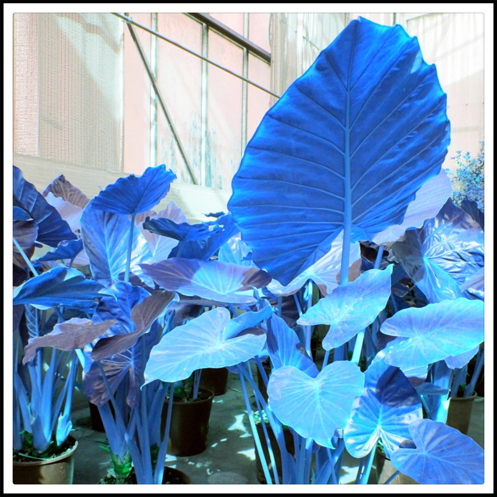 Easy to Plant/Wedding Flowers/Excellent Display, Elephant Ear Bulbs/Flowering Rhizome, Alocasia Bulbs/Good for Containers-5 Bulbs-F