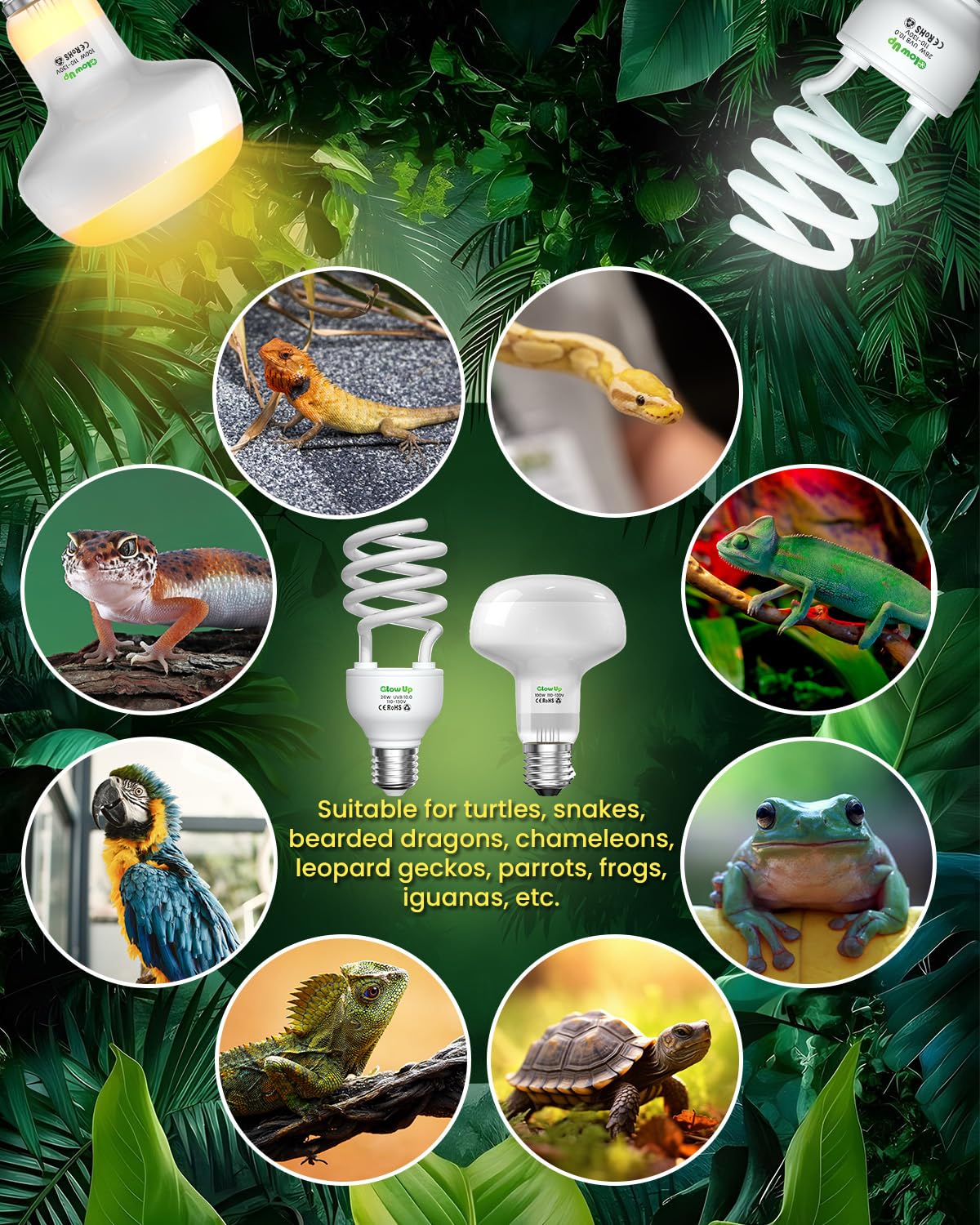 GlowUp UVA UVB Light Bulbs for Reptiles E26 Combo Pack 110V - 100W Reptile Heat Lamp Bulb + 26W 10.0 UVB Bulb Provide Heat, Light, D3 and UV for Bearded Dragon, Tortoise, Lizard - image 5