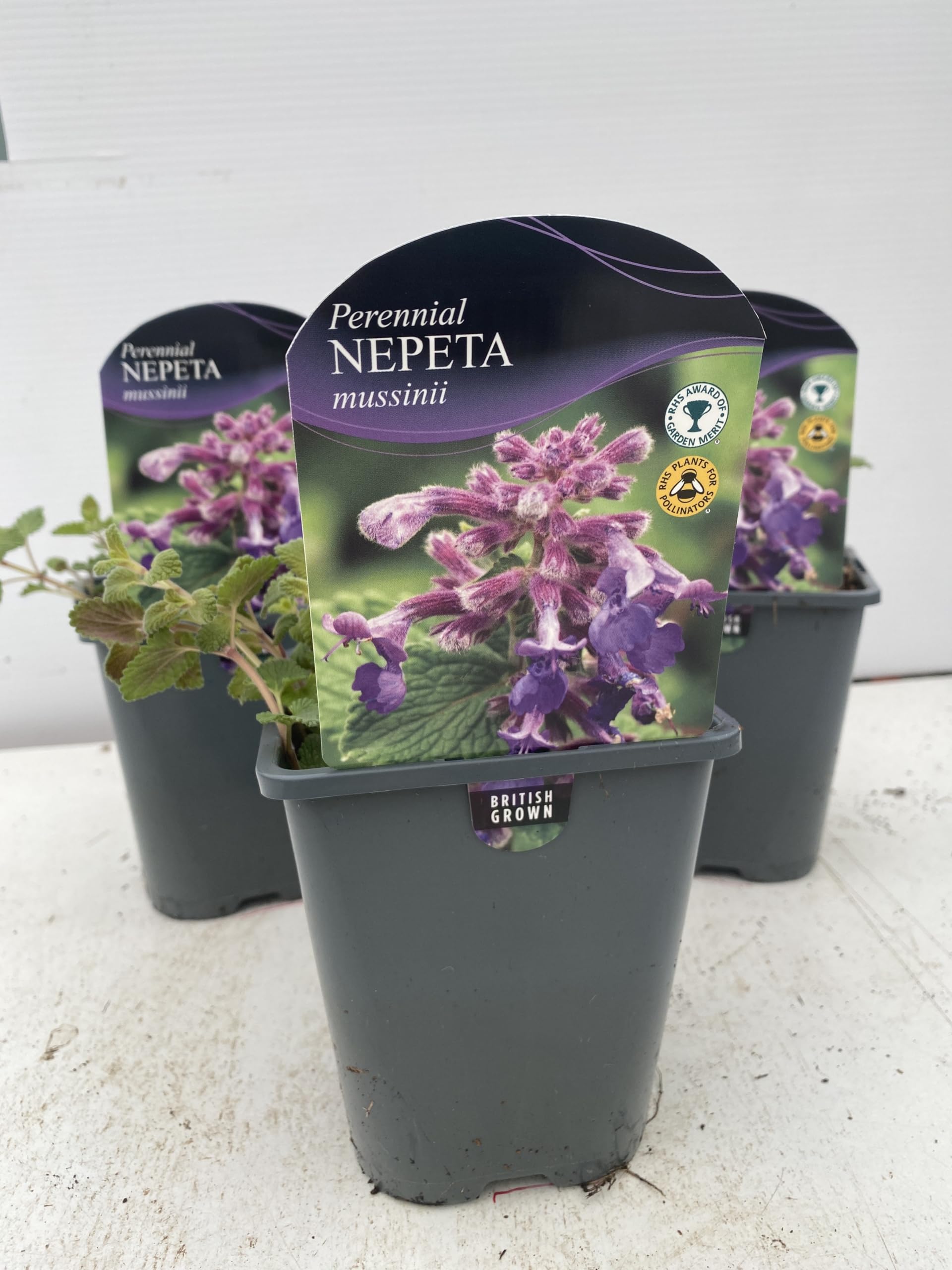 Nepeta 'Mussinii' 1 Litre Pot Size x 3 Plants