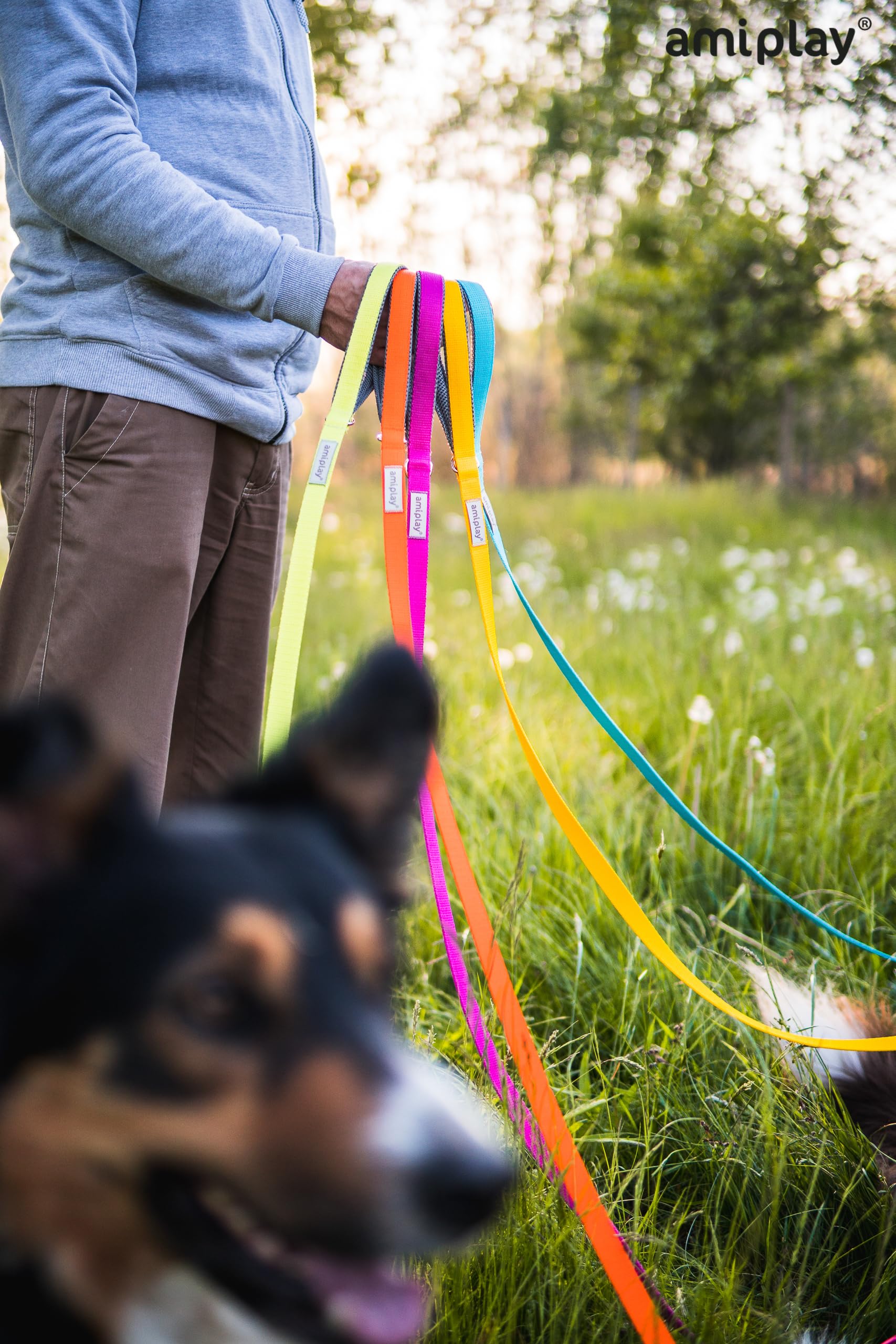 Amiplay Samba Hunde Schleppleine - Trainingsleine 10m - Ideal für Rückruf-Training und Kontrolle - Geeignet für kleine und große Hunde