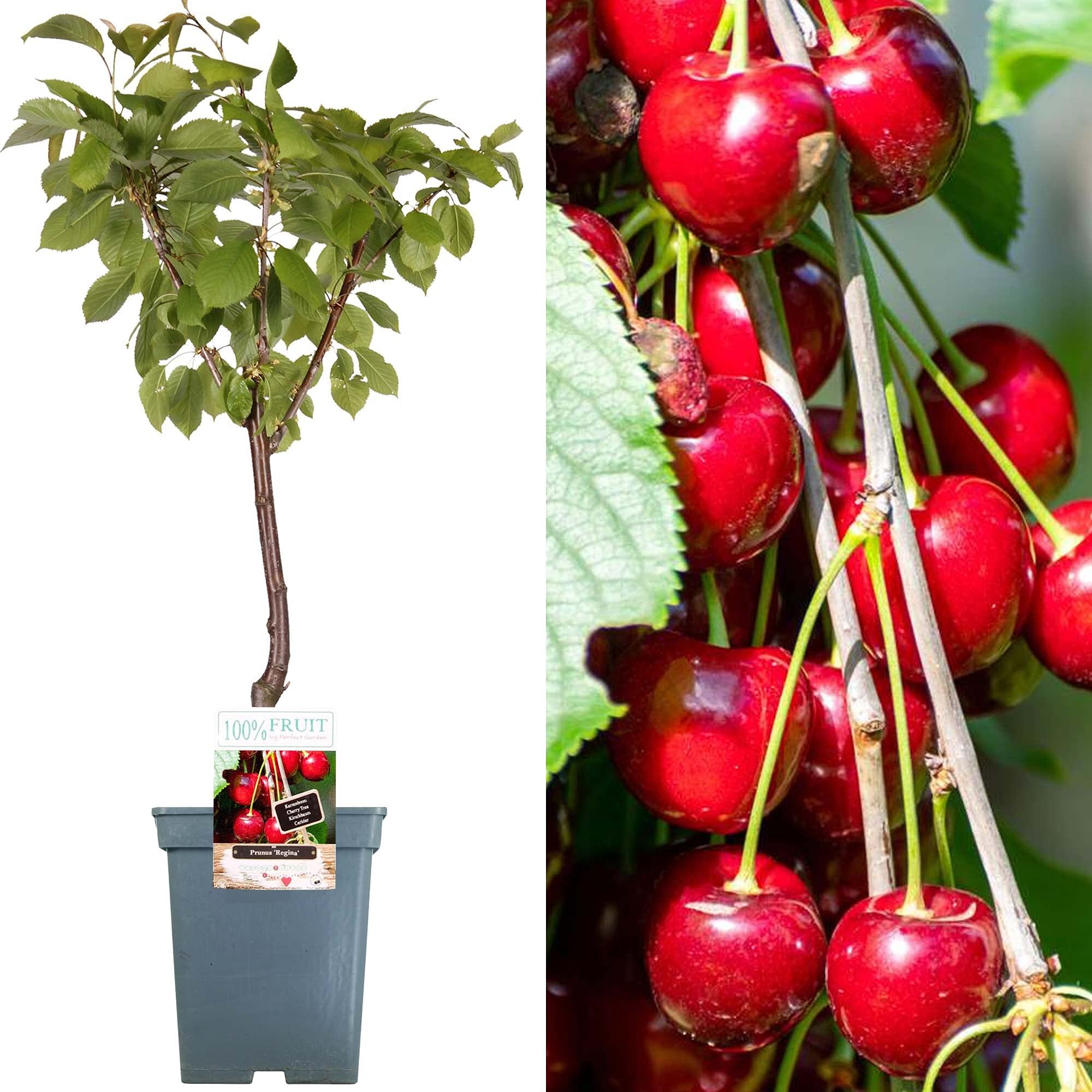 Patio Fruit Tree Collection | Various Premium Grade Fruits | Ideal for Small Gardens & Borders | Apple, Cherry, Plum, Nectarine, Peach & Pear Trees | 2-3ft ('Regina' Cherry Tree)
