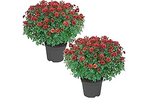 Live Perennial Flowers to Plant Outside: Hardy Chrysanthemum in Red