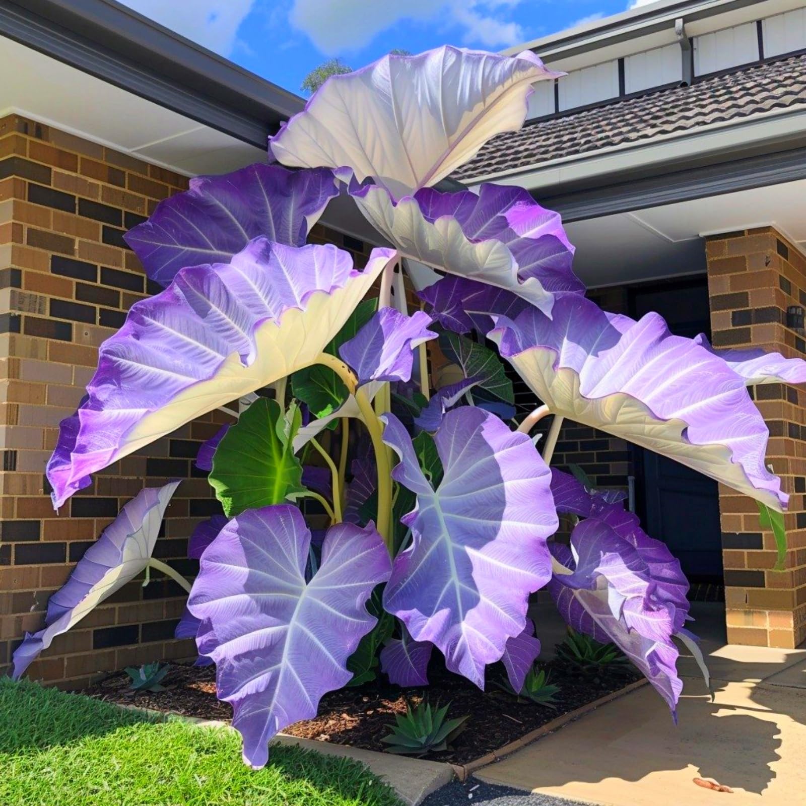Bulk Elephant Ear Rhizome Surprise Growth, Colocasia Gigantea Bulbs, No Watering Required, Professional Planting-c-6Bulbs