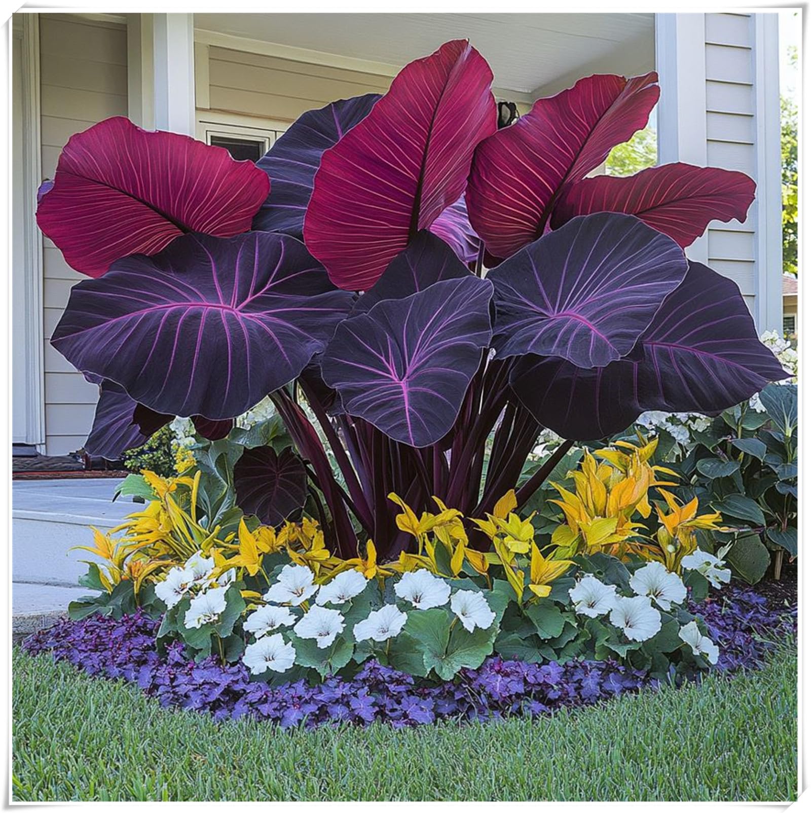 Excellent Display, Alocasia Bulbs, Easy to Plant/Flowering Rhizome, Elephant Ear Bulbs/Wedding Flowers/Good for Containers-3 Bulbs-H