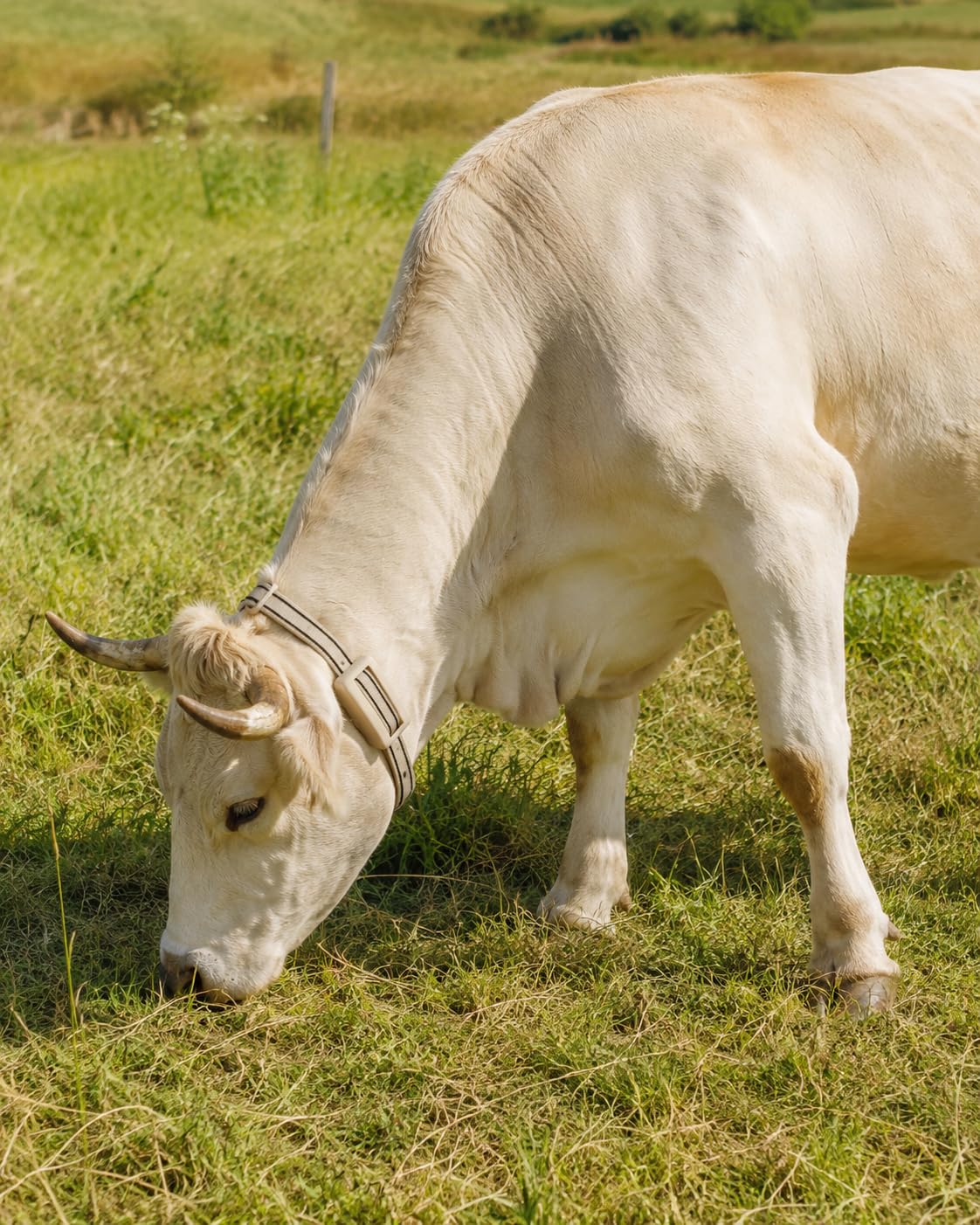 Collare GPS per Bovini - FarmBit By Intelligent Tracker