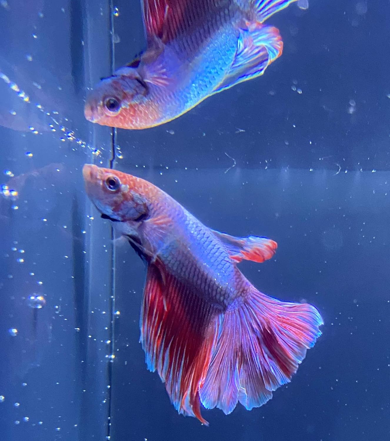 Amazon 熱帯魚 ベタ ハーフムーン ピンク ブルー レッド 東京倉庫出荷 アクアショップピラルク 観賞魚 水中生物 通販 Amazon 熱帯魚 ベタ ハーフムーン ピンク ブルー レッド 東京倉庫出荷 アクアショップピラルク 観賞魚 水中生物 通販