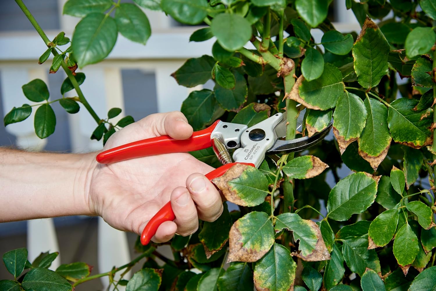 Person using Corona BP 4250 Bypass Hand Pruner on a plant