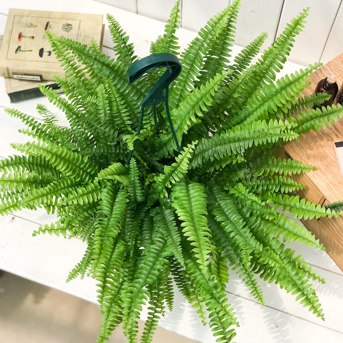 Amazon｜PLANCHU 観葉植物 ネフロレピス モンタナ 5号吊り鉢 育て方