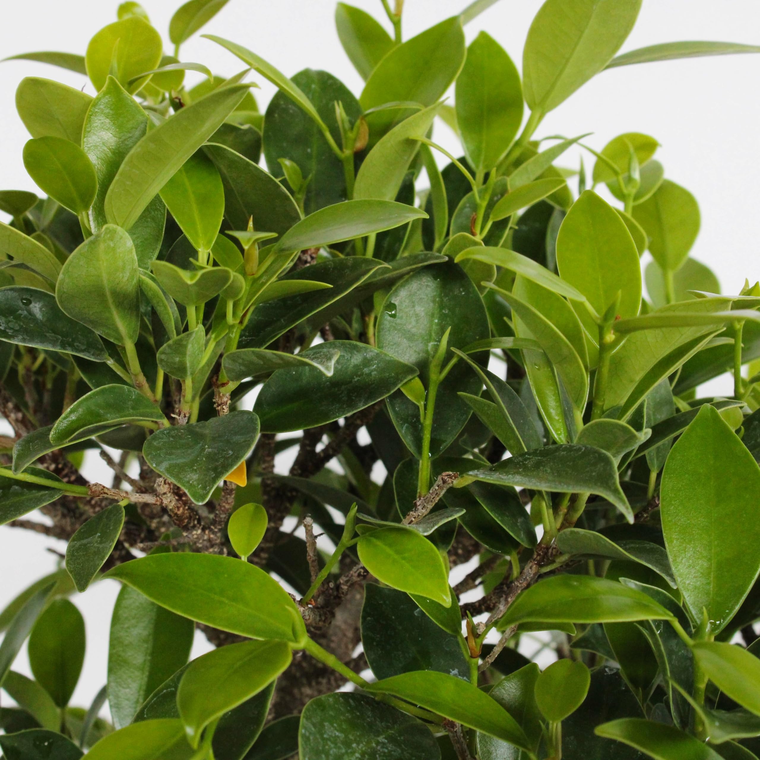 KENTIS - Bonsai Ficus Microcarpa - Piante Vere da Esterno - Vaso Artigianale in Ceramica - (Bonsai Ficus Retusa, Vaso in Ceramica 25 cm)