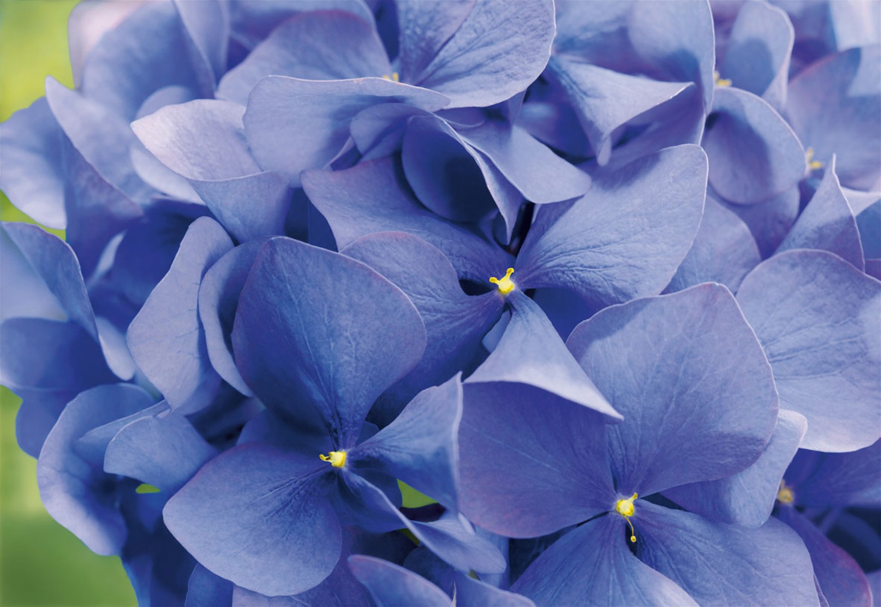 Komar 8-704 Hortensia 8-Panel Wall Mural