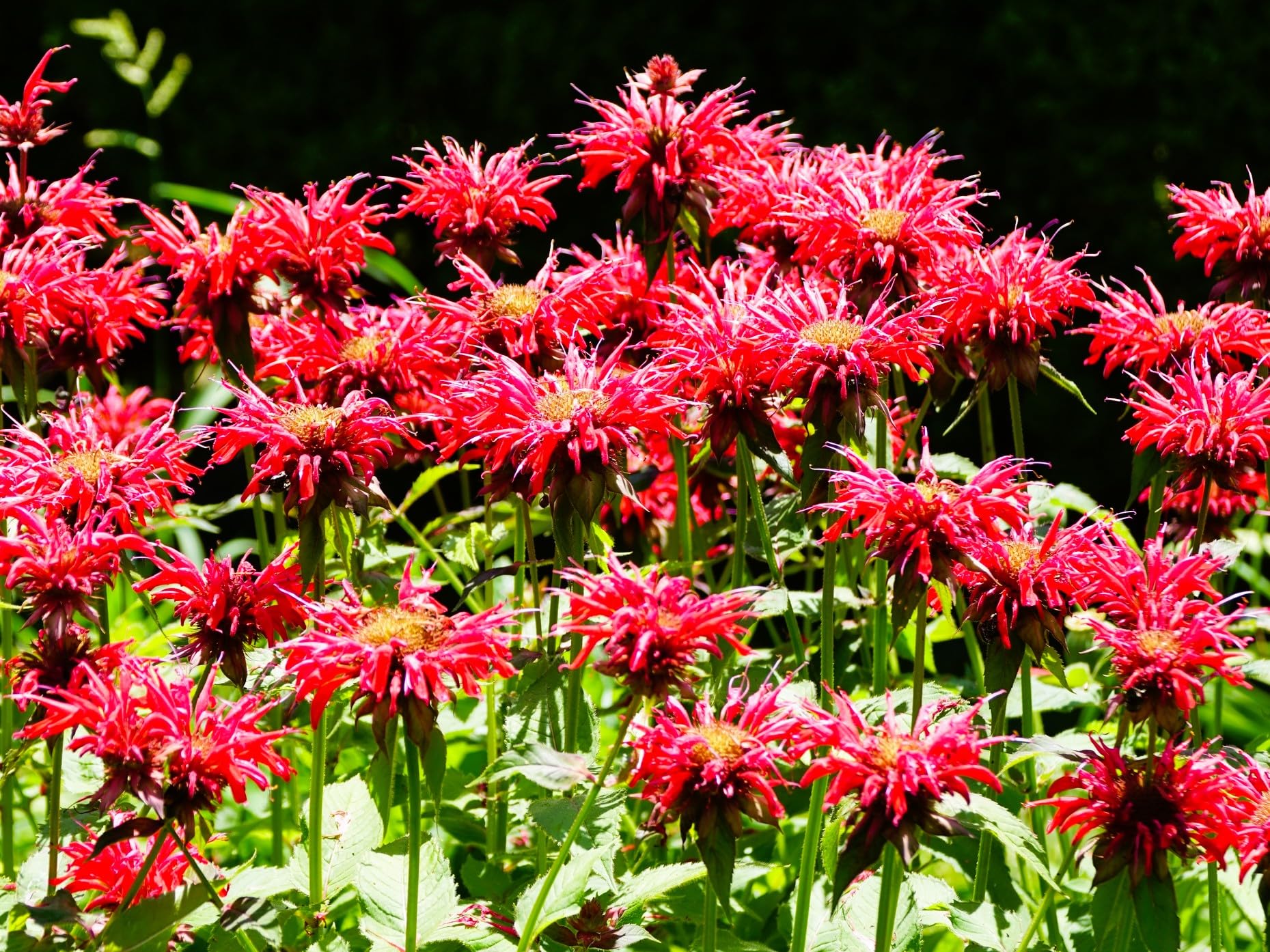 Greenwood Nursery Bee Balm Jacob Cline