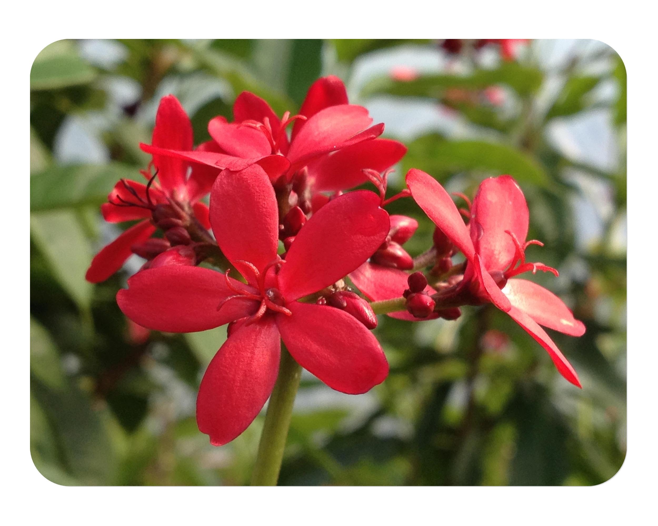 Amazon.com : Dwarf Jatropha integerrima - Peregrina - Live Tree Plant -  Compact Form - Red Flower - Emerald Goddess Gardens - Starter Sz 4 Inch Pot  : Patio, Lawn & Garden