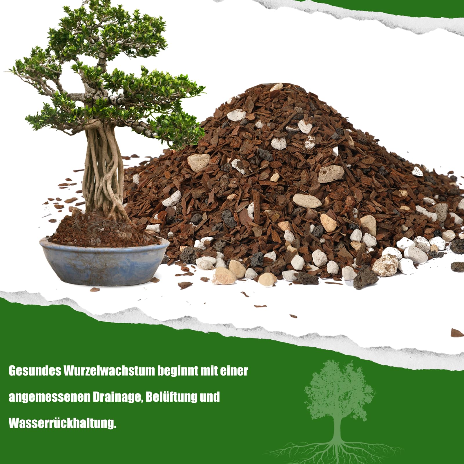 ficus bonsai retusa Ficus Retusa Bonsai 'S shape' main image 0
