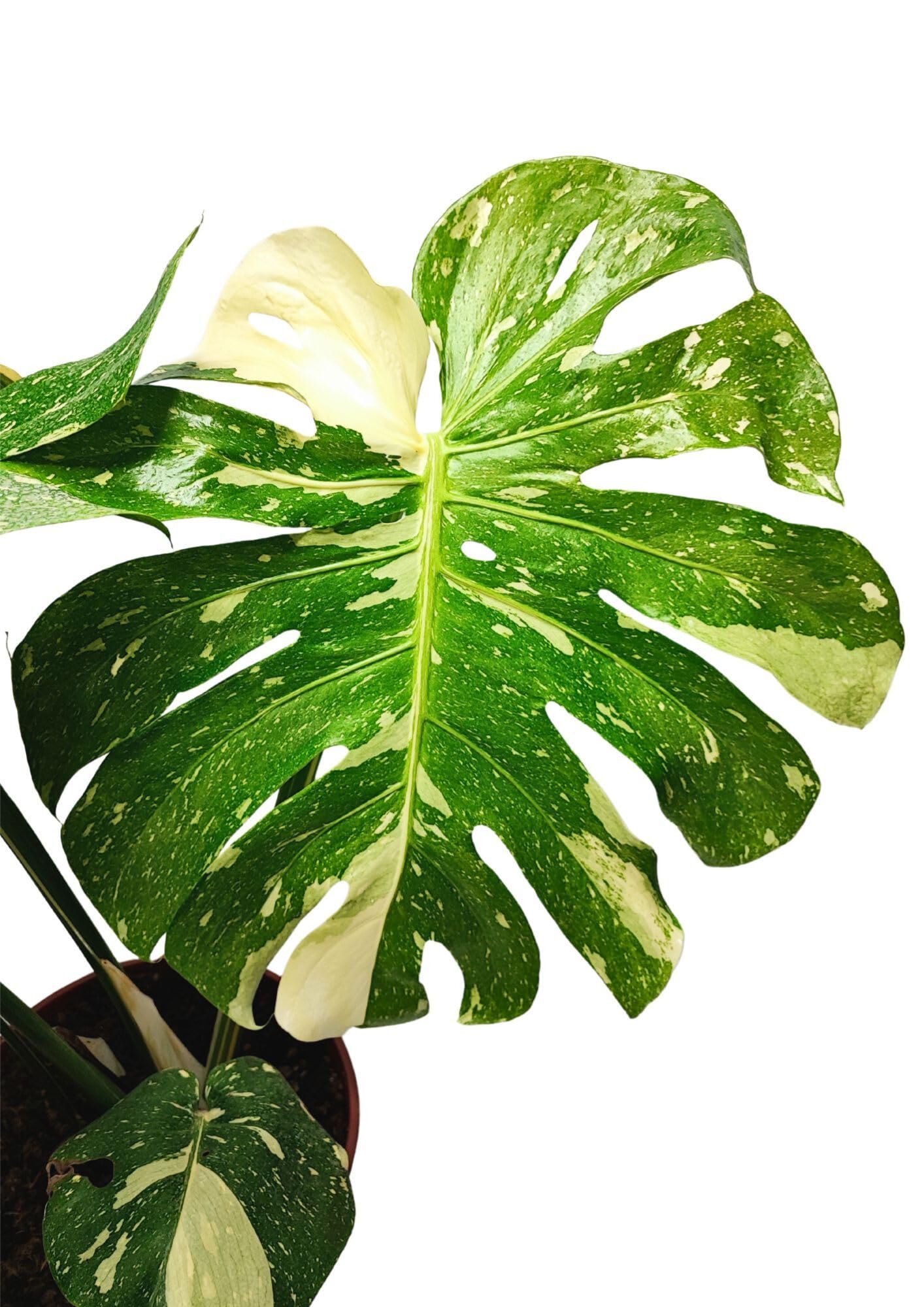 I GIARDINI DI GIULIA - Monstera Thai Constellation | Pianta rara ed esotica | Foglie variegate uniche | Vaso diametro 19 cm | Facile cura e longevità, Verde con parti bianche, Pianta da collezione