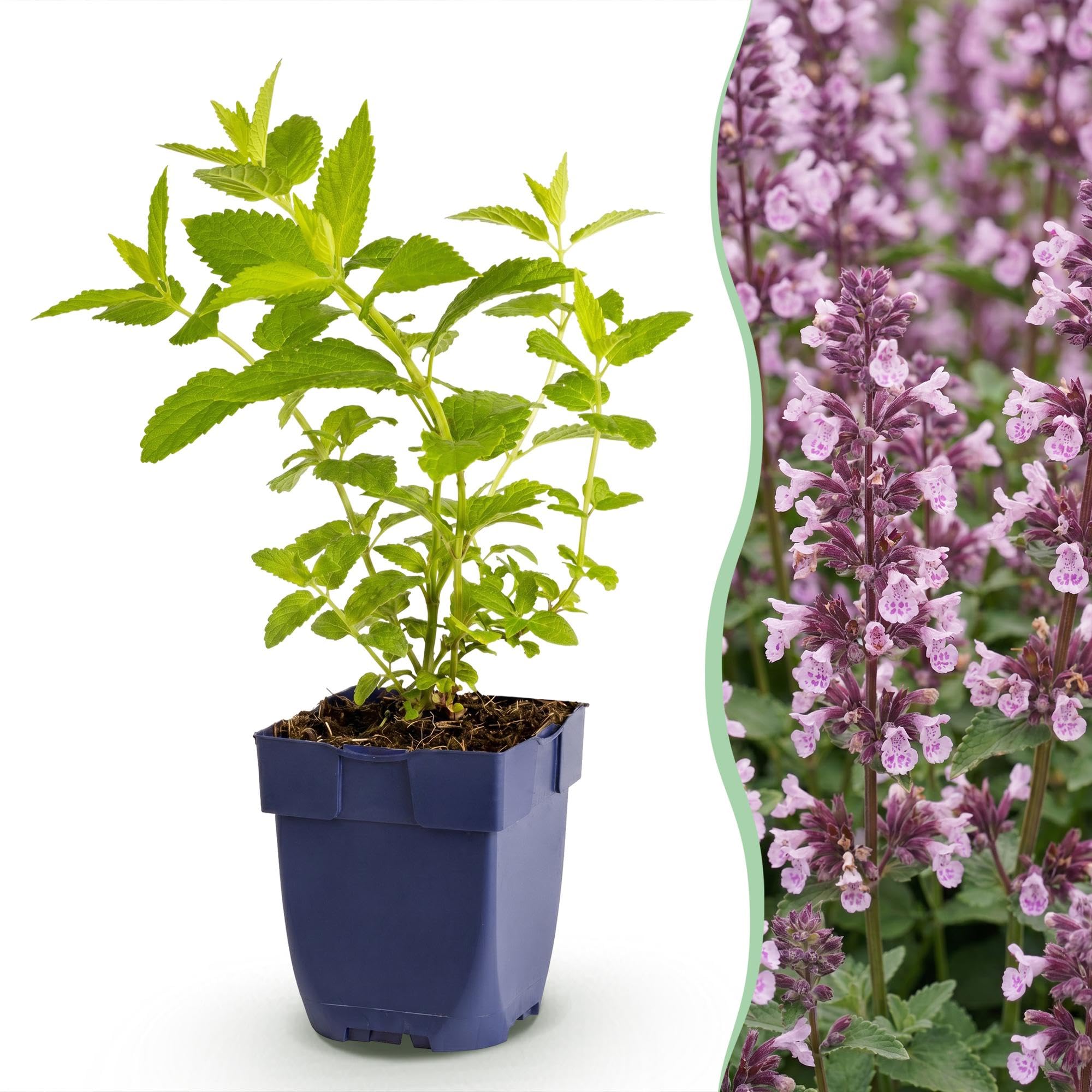Nepeta Perenne per Giardino, Attira Api, Rosa Lilla, Set 12 Vaso 11cm