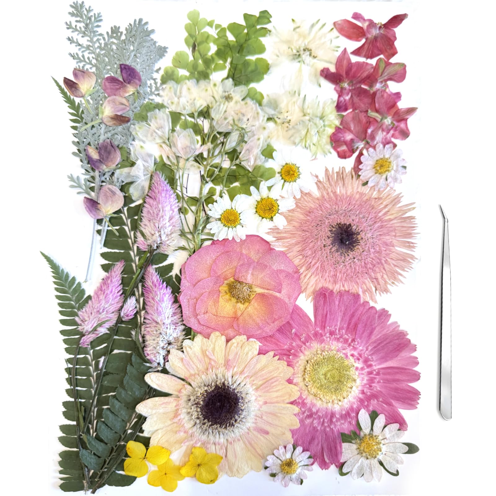 ZQmino A4 Large Dried Pressed Flowers - dried and preserved flora | Mubboo