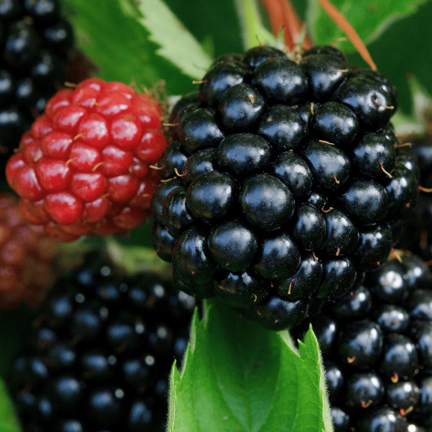 5 Chester Thornless BlackBerry Plants - 5 Large and Well-Rooted Plugs - Hardy BlackBerry Variety from Hand Picked Nursery
