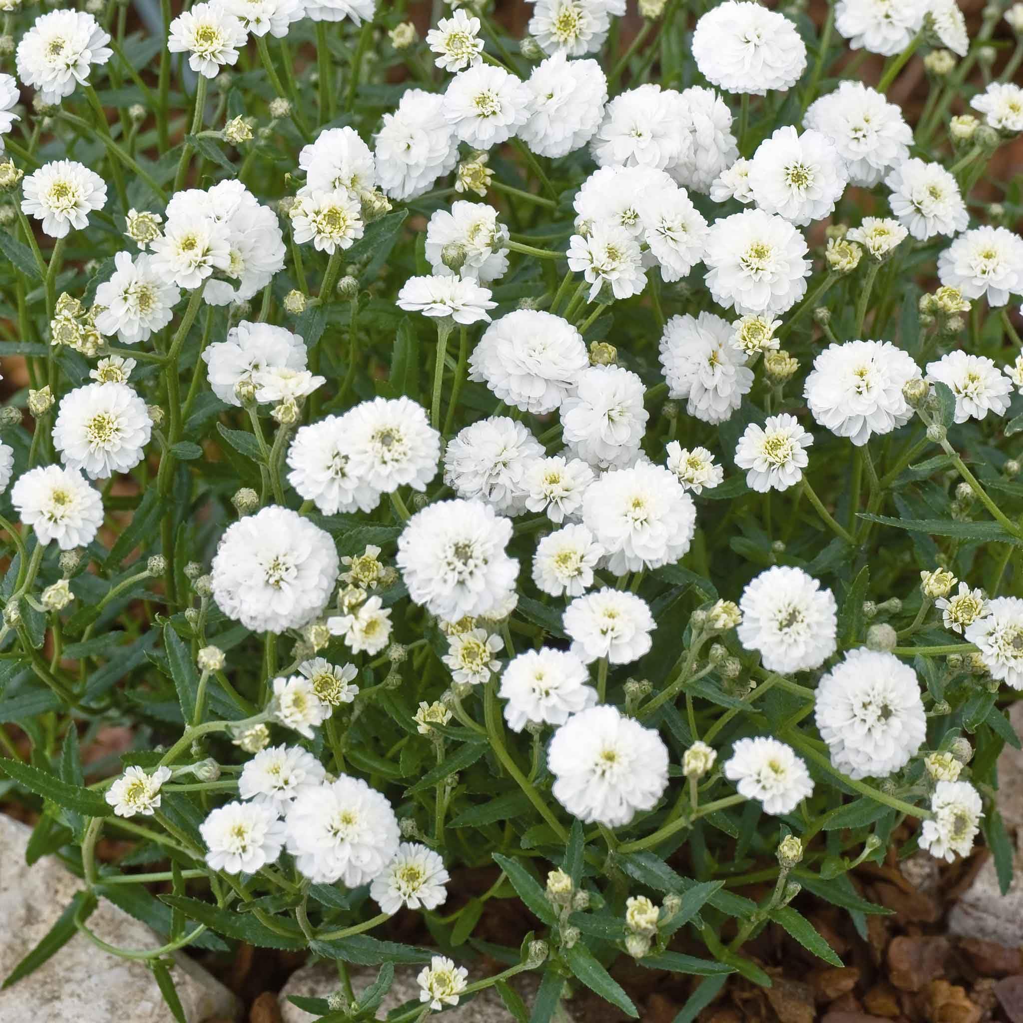 Eden Brothers Yarrow Seeds - Marshmallow