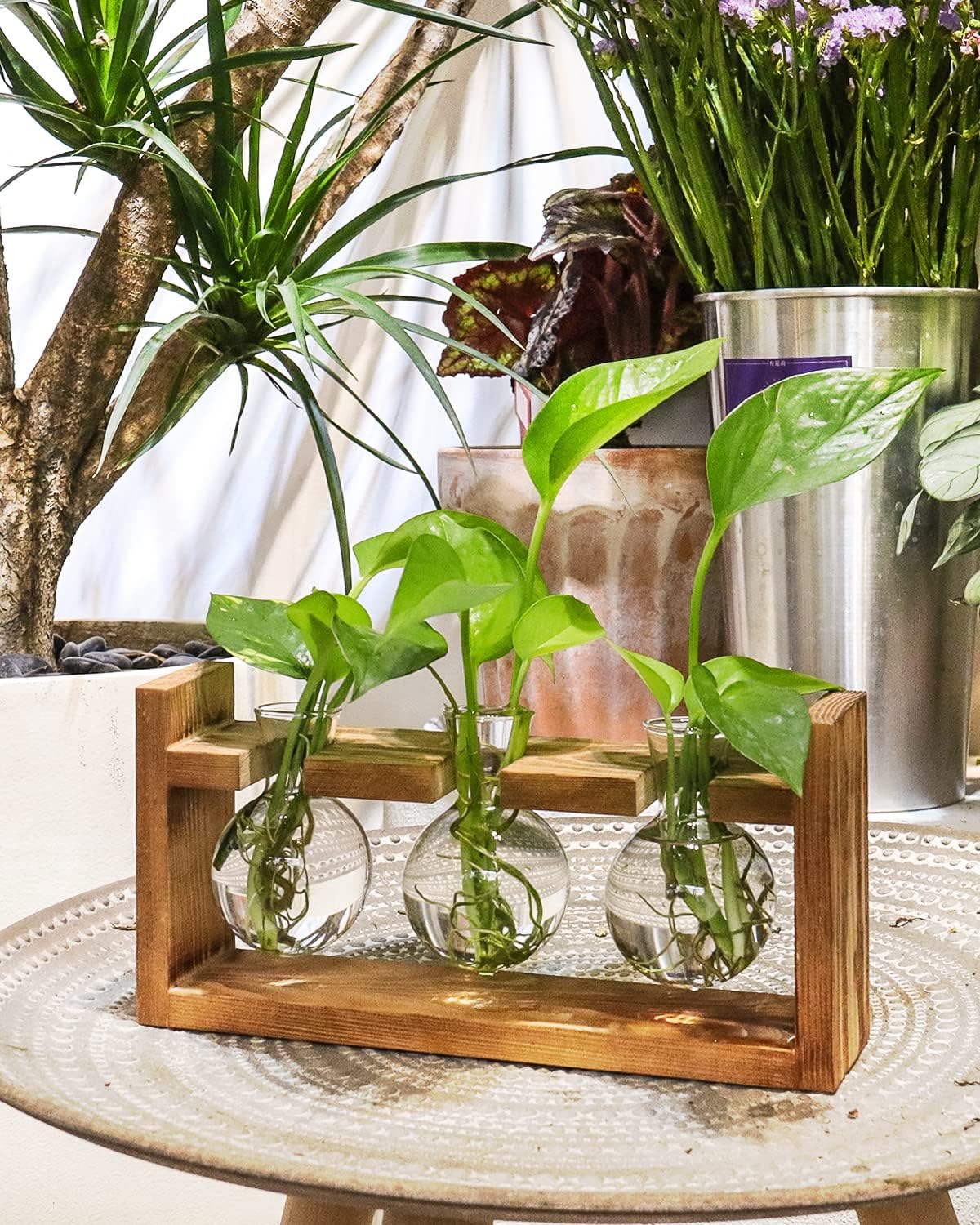 Ivolador Plants Terrarium Glass Bulb Terrarium with Retro Solid Wooden Stand for Hydroponics Plants Desktop Home Garden Wedding Decor : Patio, Lawn & Garden