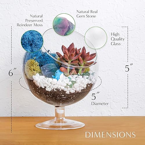 Miniatura 4 de Creations by Nathalie - Kit de terrario suculento de cristal de cáliz de 6 pulgadas para niños y adultos, musgo de reno, cristal y rocas,