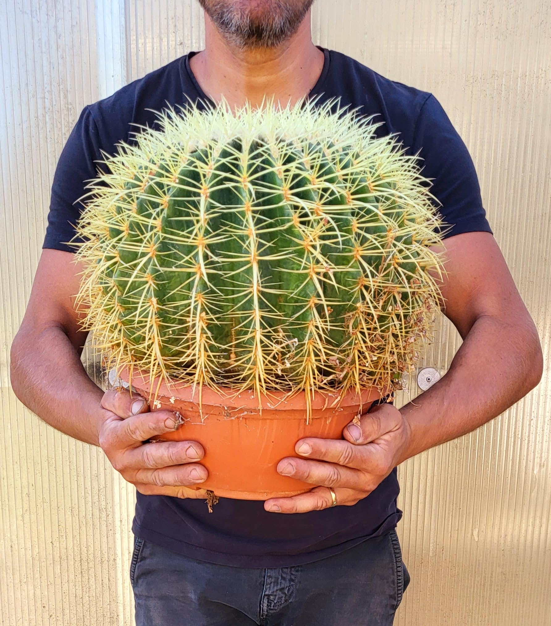POWERS TO FLOWERS - ECHINOCACTUS GRUSONII XXL, CIOTOLA 27cm, cuscino della suocera, pianta vera
