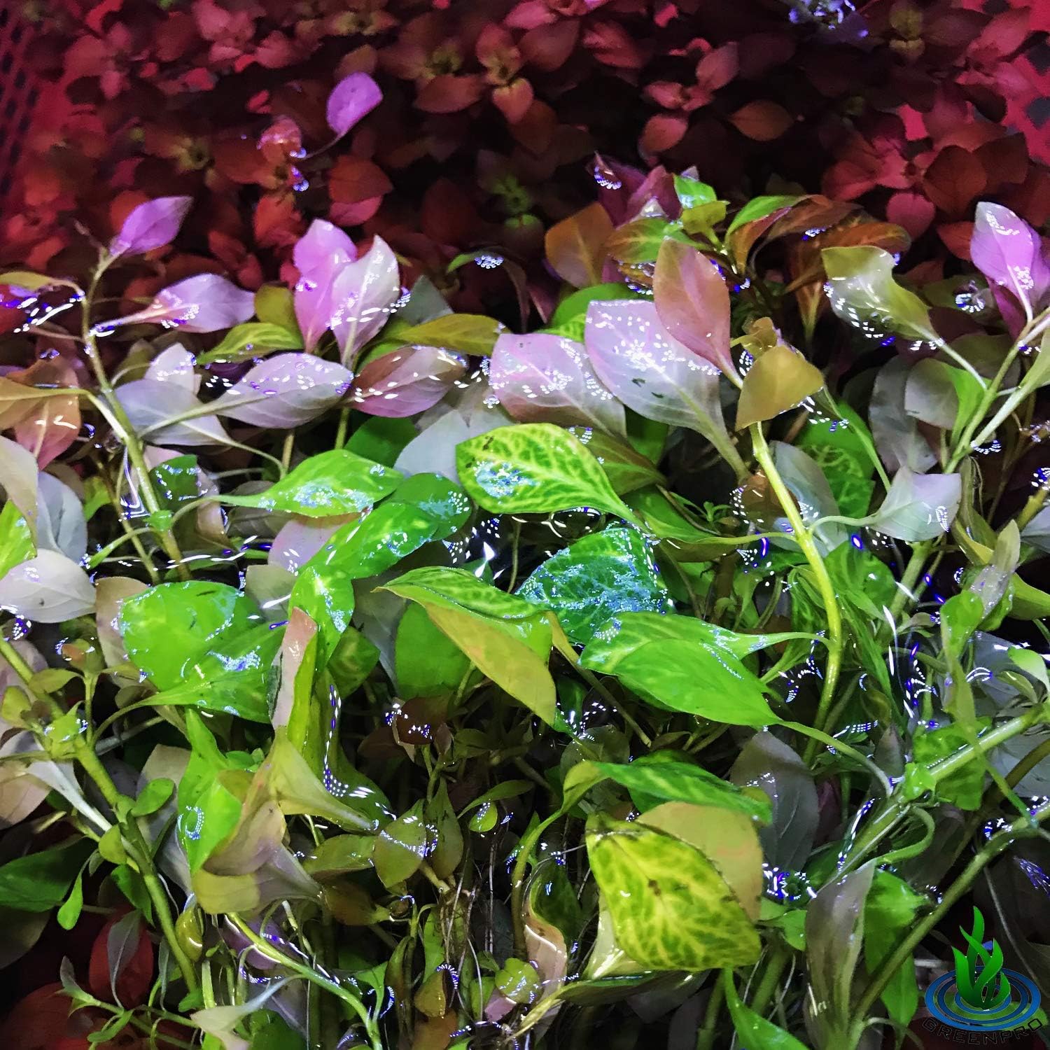 3-Bundles Ludwigia Repens Ovalis Red Stem Live Aquarium Plants Freshwater Fish Tank by Greenpro