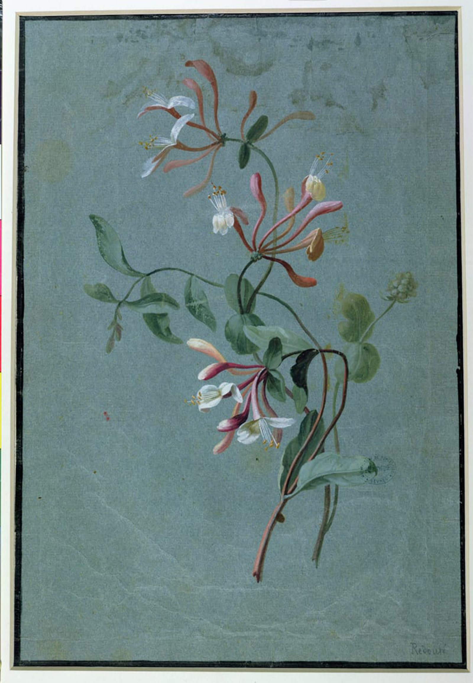 ARTXLXXBN Famous Prints Artwork Pictures Poster Painting Art Honeysuckle by Pierre Redouté Artwork Landscape Pictures for Home Decor 60x90cm