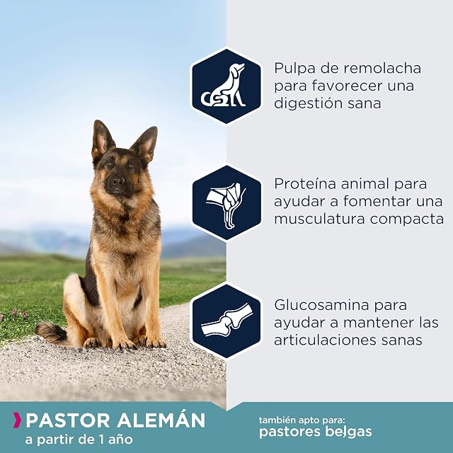 Foto 3 de 4 de Eukanuba Breed Specific Alimento Seco para Perros, Pastor Alemán, 12kg