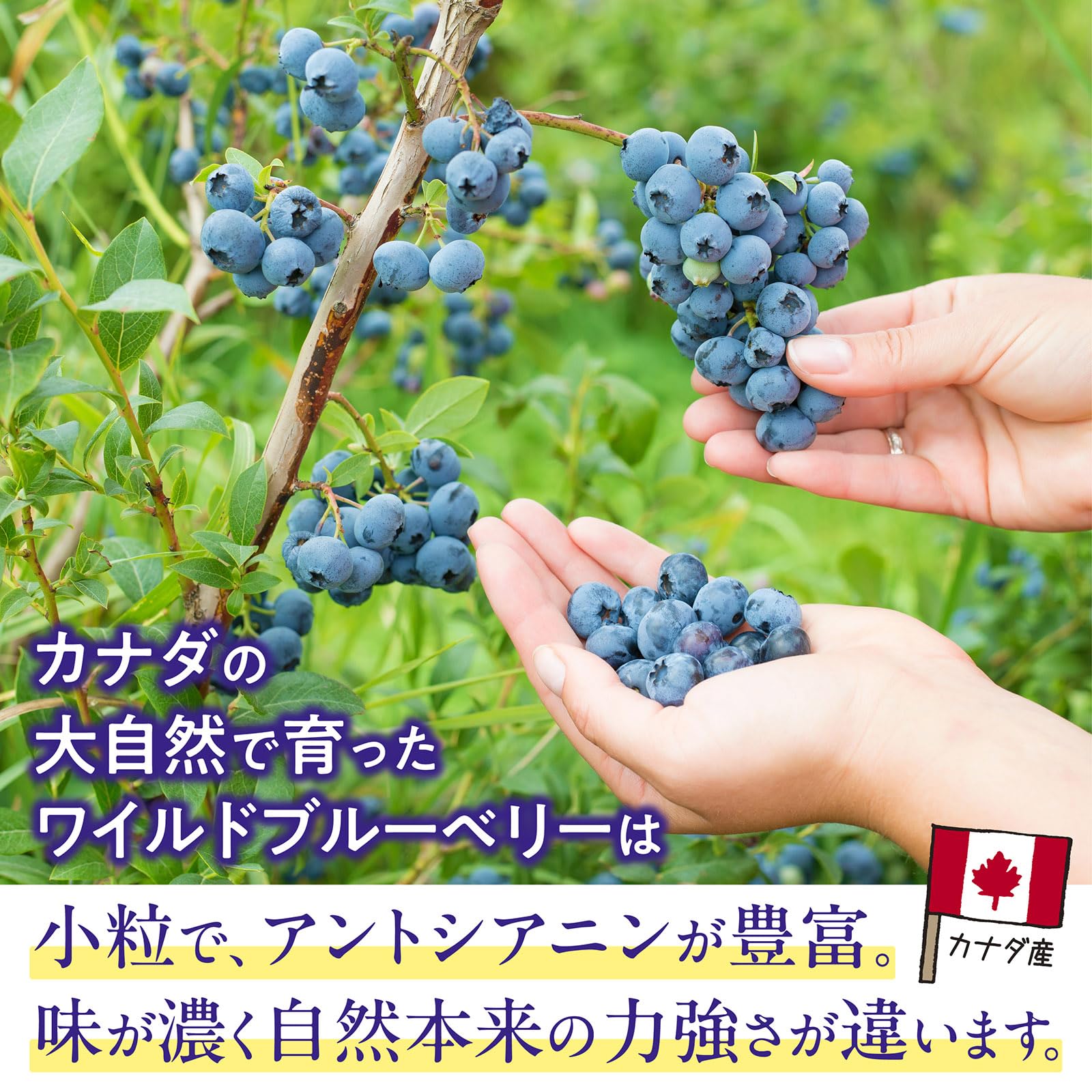 Amazon.co.jp: 冷凍ブルーベリー ワイルド 1kg カナダ産