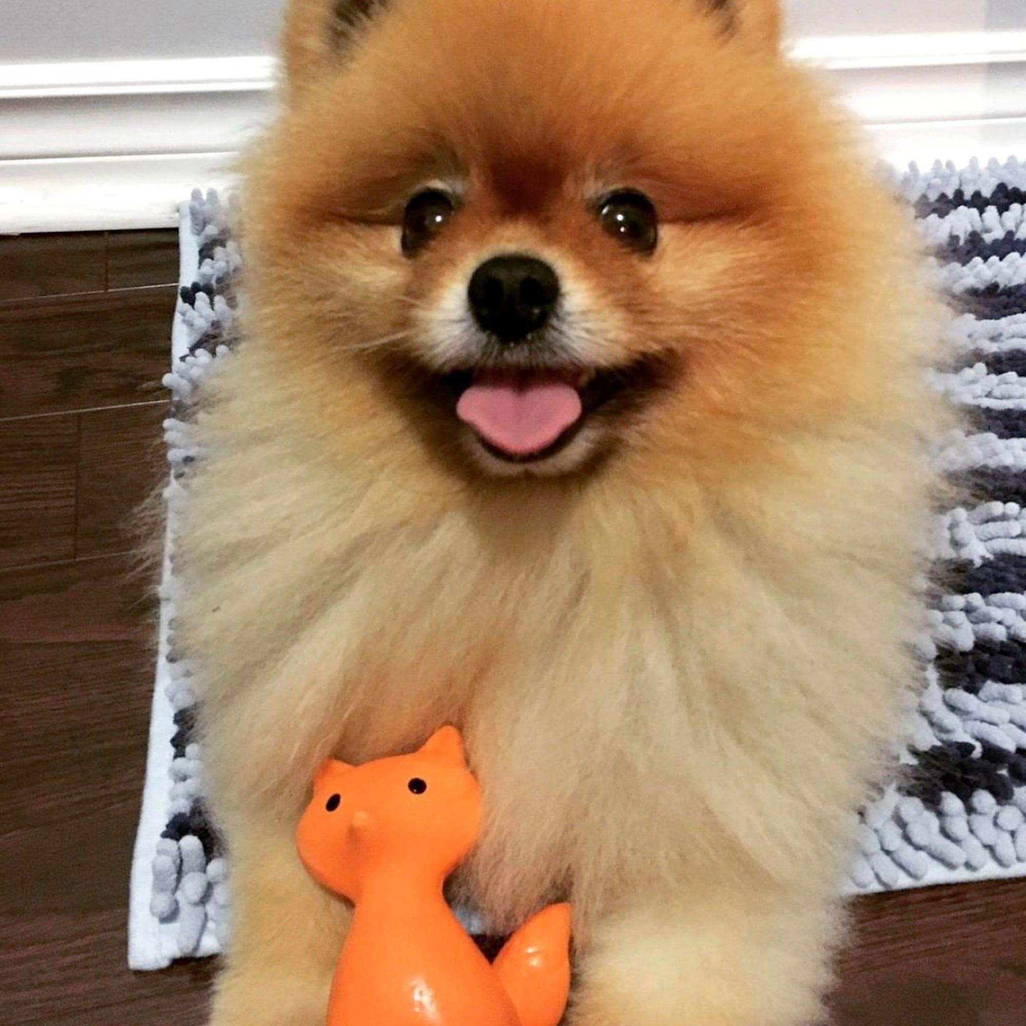 FouFou Dog 85645 Zoo Chew Ii Latex Dog Chew Toy - Fox Hundespielzeug
