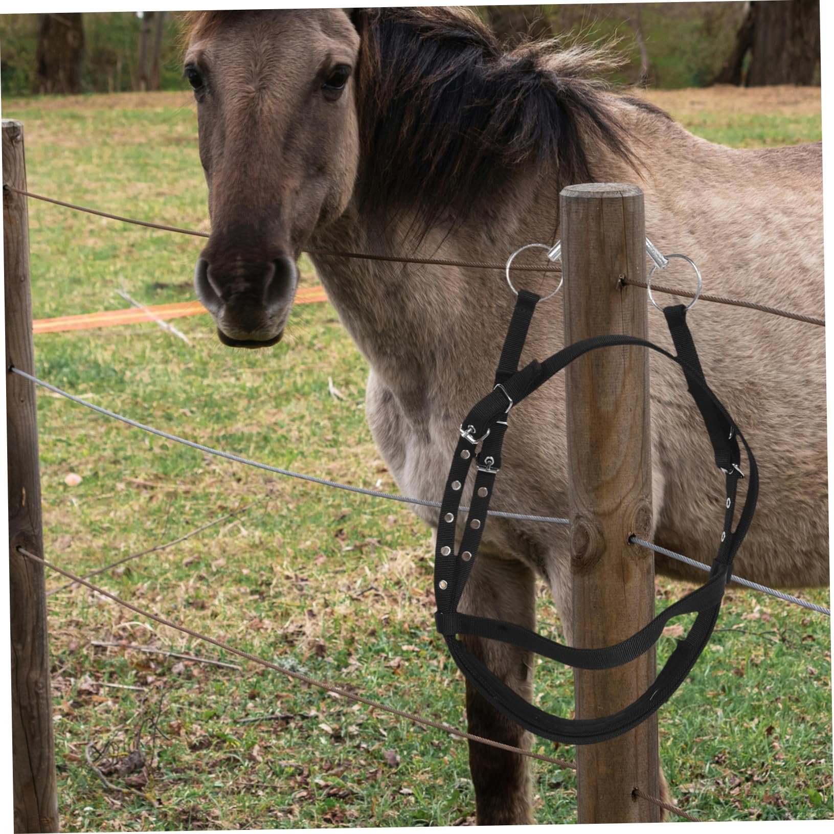 Cavezza Cavallo in Nylon Nero, Comoda, per Cavalli Piccoli | Addestramento e Equitazione, Design No-bite, per Cavallo Giovane, Uso Rider