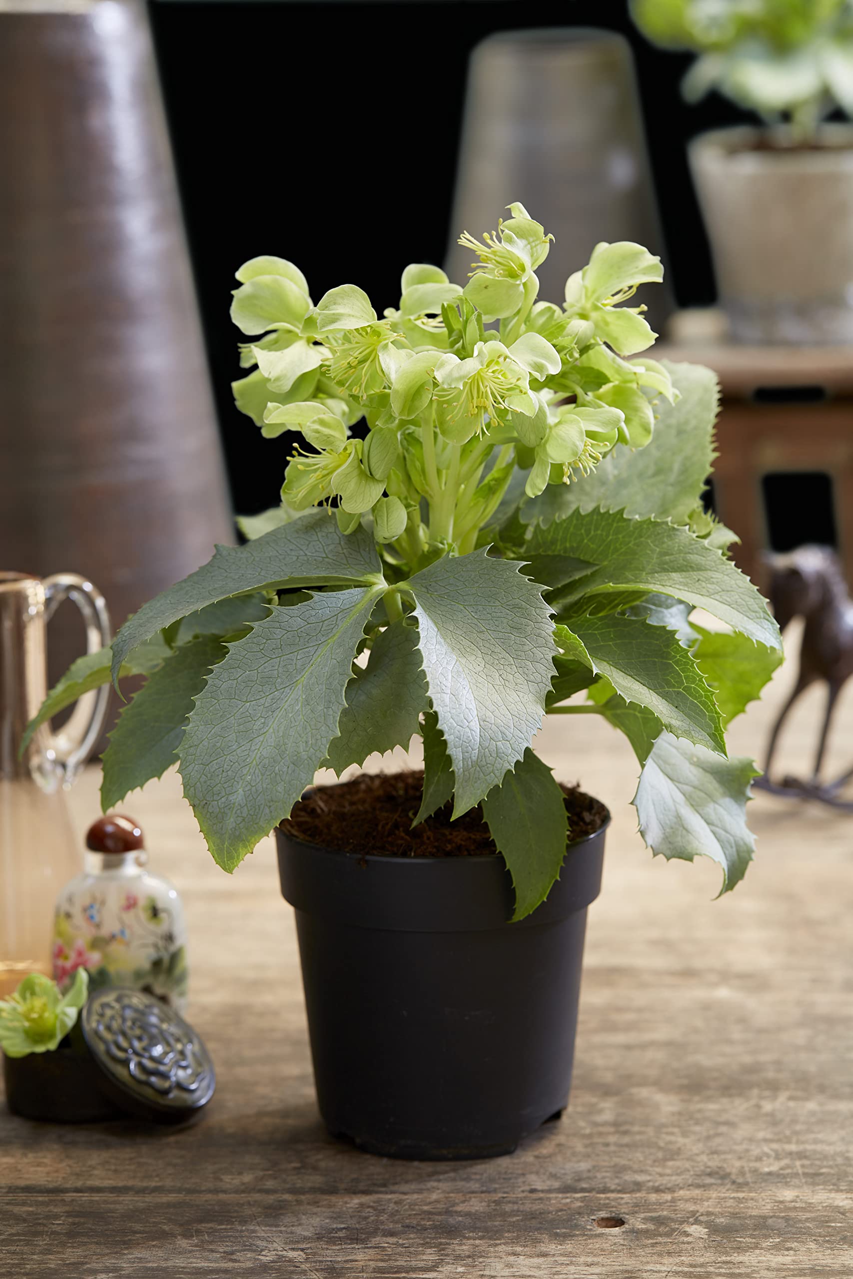 Suttons Semi-Evergreen Perennial Helleborus argutifolius Silver Lace, Ideal for Patio, Ground Cover, Cottage Gardens, Wildlife Gardens, Woodland Garden (14cm Pot)