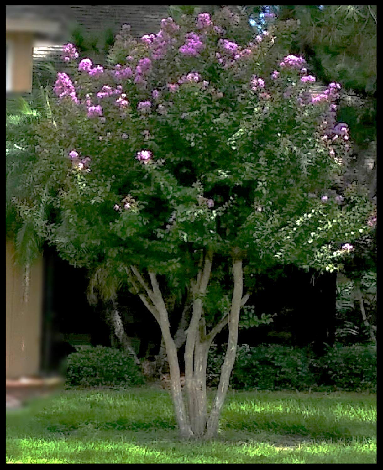 Crape Myrtle Muskogee Tree, Purple Lavender Flower, Starter Plant