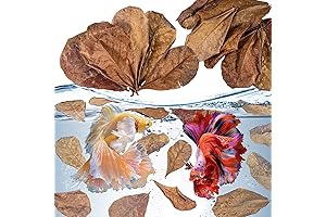 Indian Almond Leaves for Betta: Essential Aquarium Sanctuary