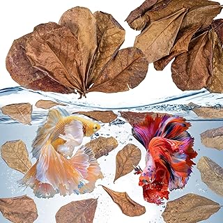 30PCS Indian Almond Leaves for Betta - Sukh Catappa Leaves Aquariums Almond Leaves Betta Water Conditioner Aquarium Shrimp Tank Betta Tank Decorations Betta Leaf Hammock Fish Tank Accessories